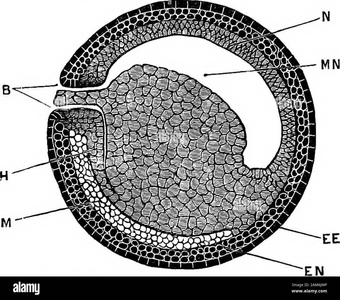 La grenouille : une introduction à l'anatomie, Histologie et Embryologie, . k, qui argentin est présent dans des proportions susceptibles de les rendre relativement inerte. Les premiers sont les cellules épiblastiques ; celui-ci peut facilement être parlé de comme la couche inférieure des cellules ou cellules-œuf. L'épiblaste montre près de la première distinction d'un intotwo ; les plus couches cellules superficielles étant quelque peu cubicalin forme et étroitement appliquées côte à côte pour former un con-couche très foncée et continue, tandis que les cellules plus profondes sont 112 DÉVELOPPEMENT DE LA GRENOUILLE plus sphérique, moins fortement pigmenté, et vaguement une arrangedin la Banque D'Images