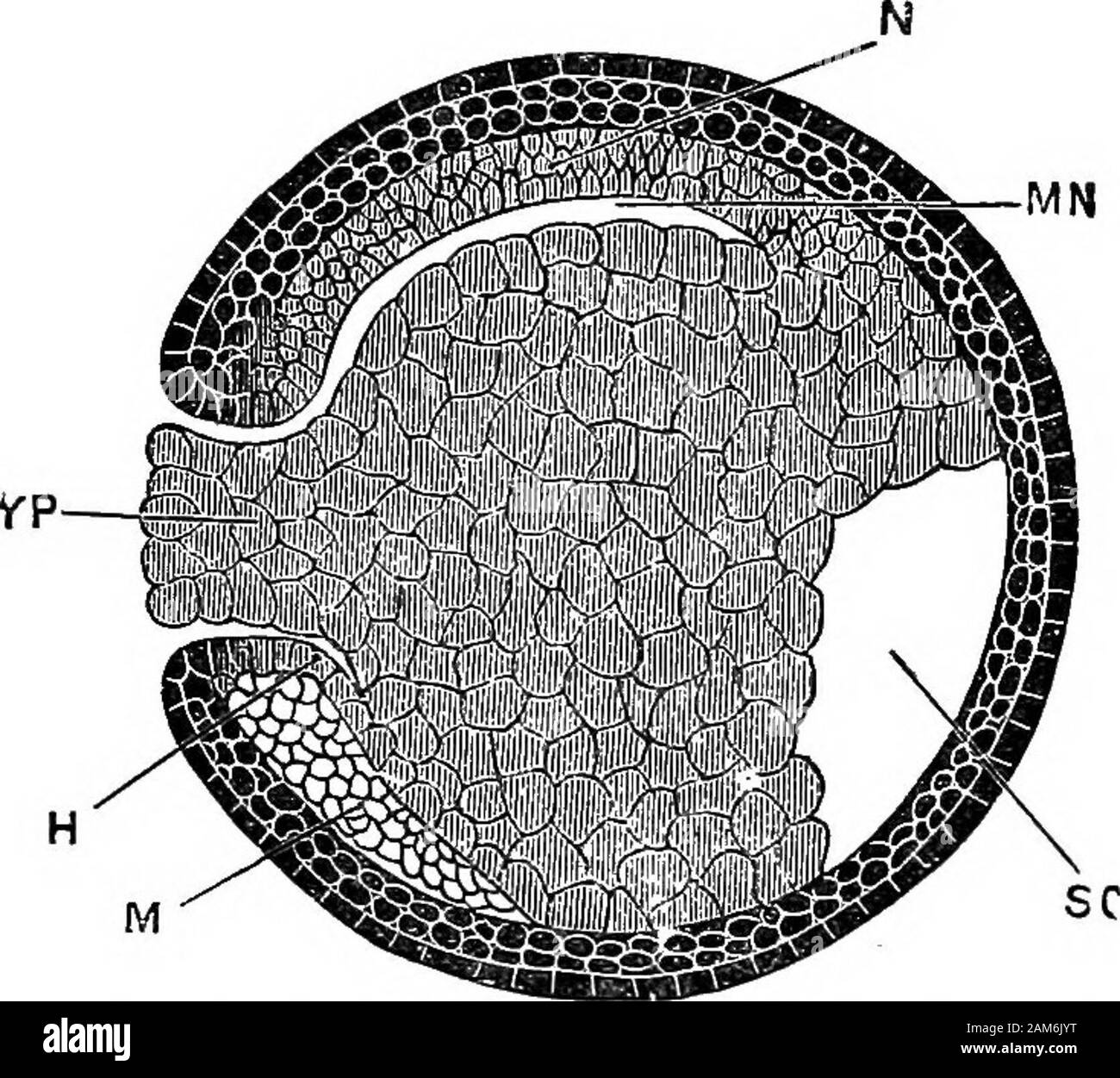 La grenouille : une introduction à l'anatomie, Histologie et Embryologie, . ENFig. 23 -Longi.udinal seciion vertical d'un embryon de grenouille, sliowing commençant une invagination, x 28. B, de l'EE, l'blastospore ; couche épidermique ou de l'épiblaste ; EN, intérieure ou de l'épiblaste de couche nerveux ; ainsi, la cavité de segmentation ; Y, cellules vitellines. La COOPÉRATIVE FORMATION FEUILLETS 111 ancêtre très éloigné, c'est-à-dire, comme indiquant que plus animalsare descend de formes qui, comme les protozoaires de nos jours,est resté tout au long de leur vie des cellules individuelles. £. Le Crermiiial Couches. À la fin de la segmentation nous avons vu que l'œuf con-siste Banque D'Images