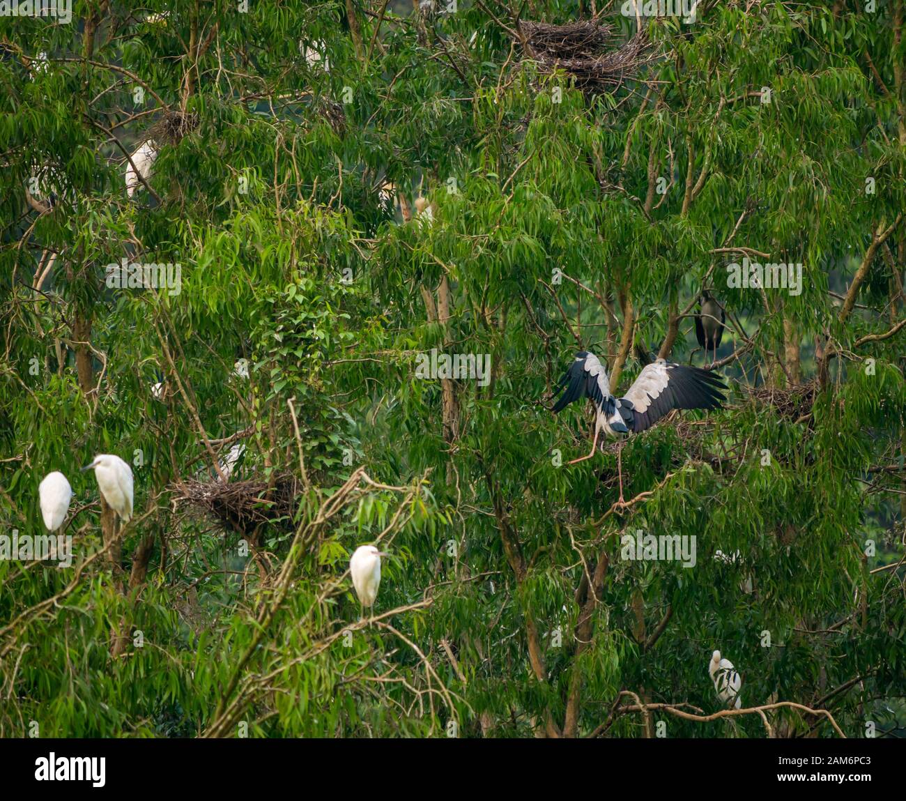 Des cigognes et des aigrettes asiatiques en plein air dans les arbres, Thung Nham Bird Park, Tam Coc, Ninh Binh, Vietnam Banque D'Images