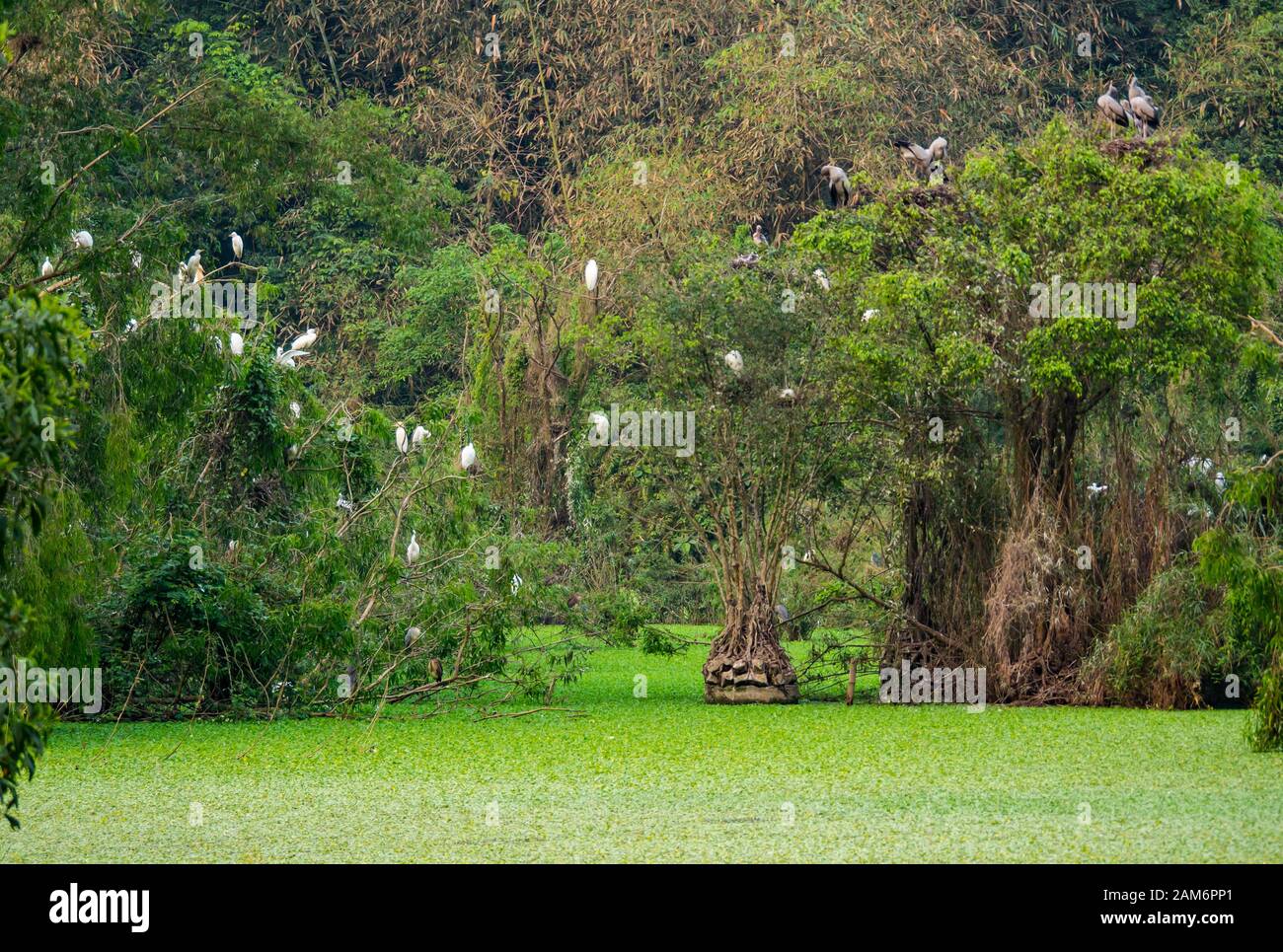 Des cigognes et des aigrettes asiatiques en plein air dans les arbres, Thung Nham Bird Park, Tam Coc, Ninh Binh, Vietnam Banque D'Images