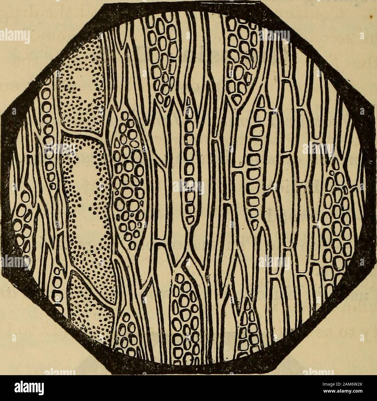 Un compagnon de la United States pharmacopia ; . Fig. 432.-La Jamaïque Quassia, section transversale, agrandie. le même ordre naturel comme la plante qui produit le médicament utilisé en thiscountry. Le bois de Quassia amara est appelé le Surinam Quassia, theshrub à partir de laquelle il est obtenu d'autochtone au Surinam. Il re-sembles la Jamaïque Quassia, qui est le genre deux dans notre pharma-copoeia. Les deux types sont tout à fait semblable à des fins médicinales. Électeurs.-Un principe amer appelé, qui quassiin- cristal 830 UN COMPAGNON DE LA lizes en blanc, aiguilles ou prismes et est facilement soluble dans l'alcool et de sex wat Banque D'Images