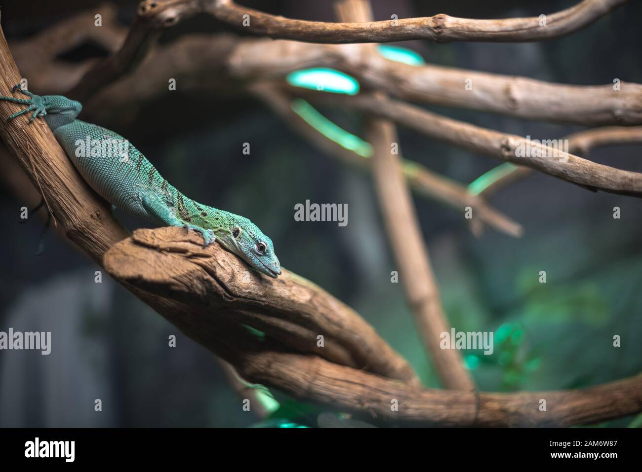 reptile vert bleu sur la branche aquarium animal zoo maison mignonne lizard tête langue yeux regard marcher exotique rare Banque D'Images