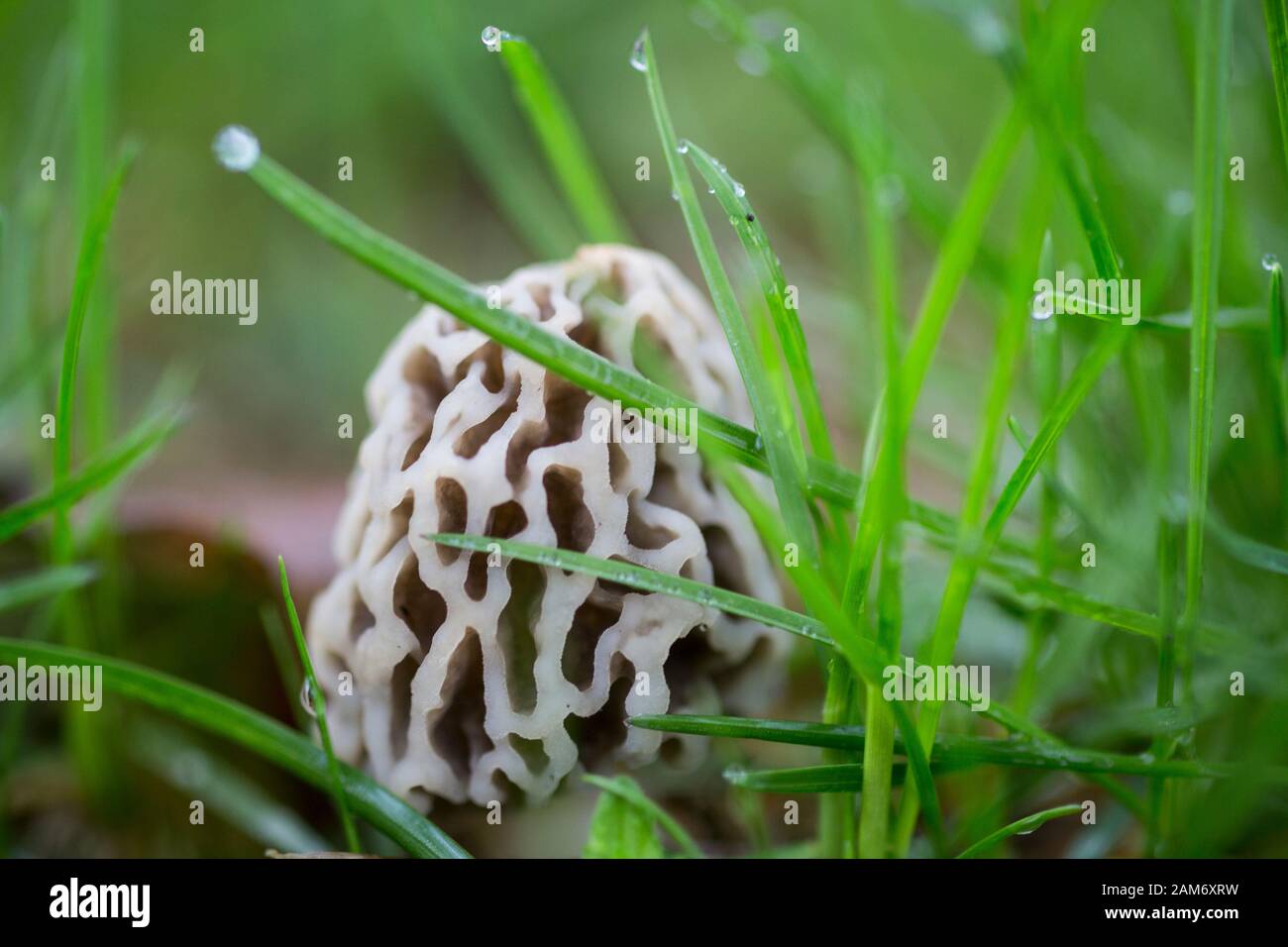 Gros plan sur un champignon morel Banque D'Images