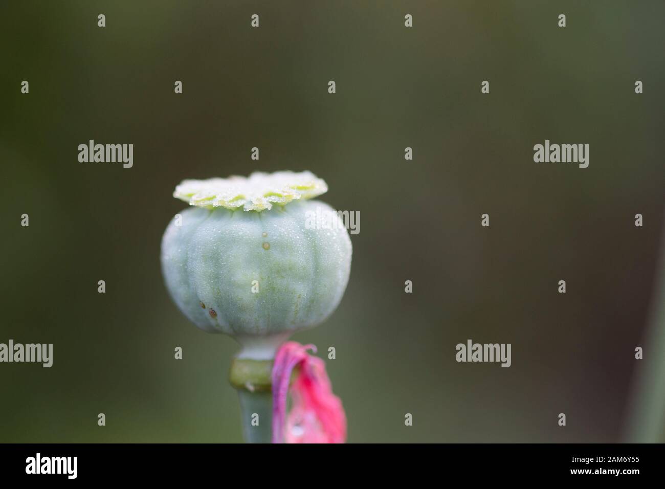 Un coquelicot qui n'a pas ouvert pour revel sa fleur rose. Banque D'Images