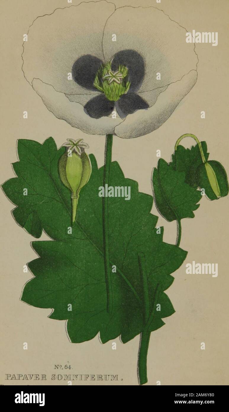 La famille de flore et de materia medica botanica : contenant l'analyse botanique, l'histoire naturelle et de la chimie et des propriétés des plantes . plus ou moins étendue pour alléger la souffrance de la maladie, peut-être andcure il n'y en a pas plus de valeur ou plus generallyapplicable dans le traitement de diverses maladies le issubject à qui l'homme que d'un coffre-fort, rapide et efficace émétique. La sécurité d'andefficacy-Fièvre millepertuis comme un émétique, et le grand nombre d'acci-dents et maladies nécessitant une medickie description de ce droit, donc, pour un rang élevé avec la profession. Le mentionsthat Rafinesque Banque D'Images