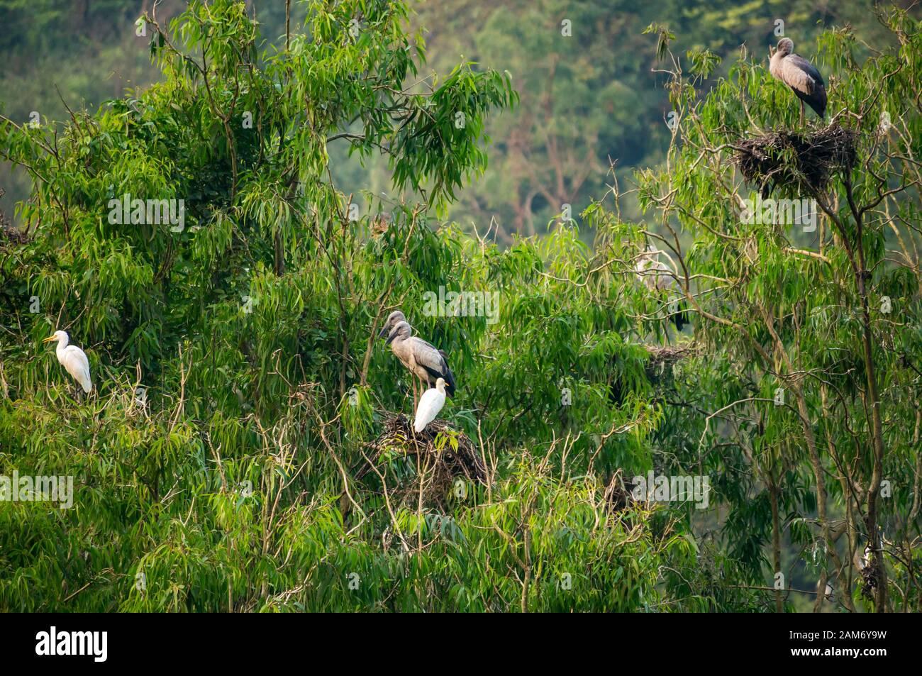 Des cigognes et des aigrettes asiatiques en plein air dans les arbres, Thung Nham Bird Park, Tam Coc, Ninh Binh, Vietnam Banque D'Images