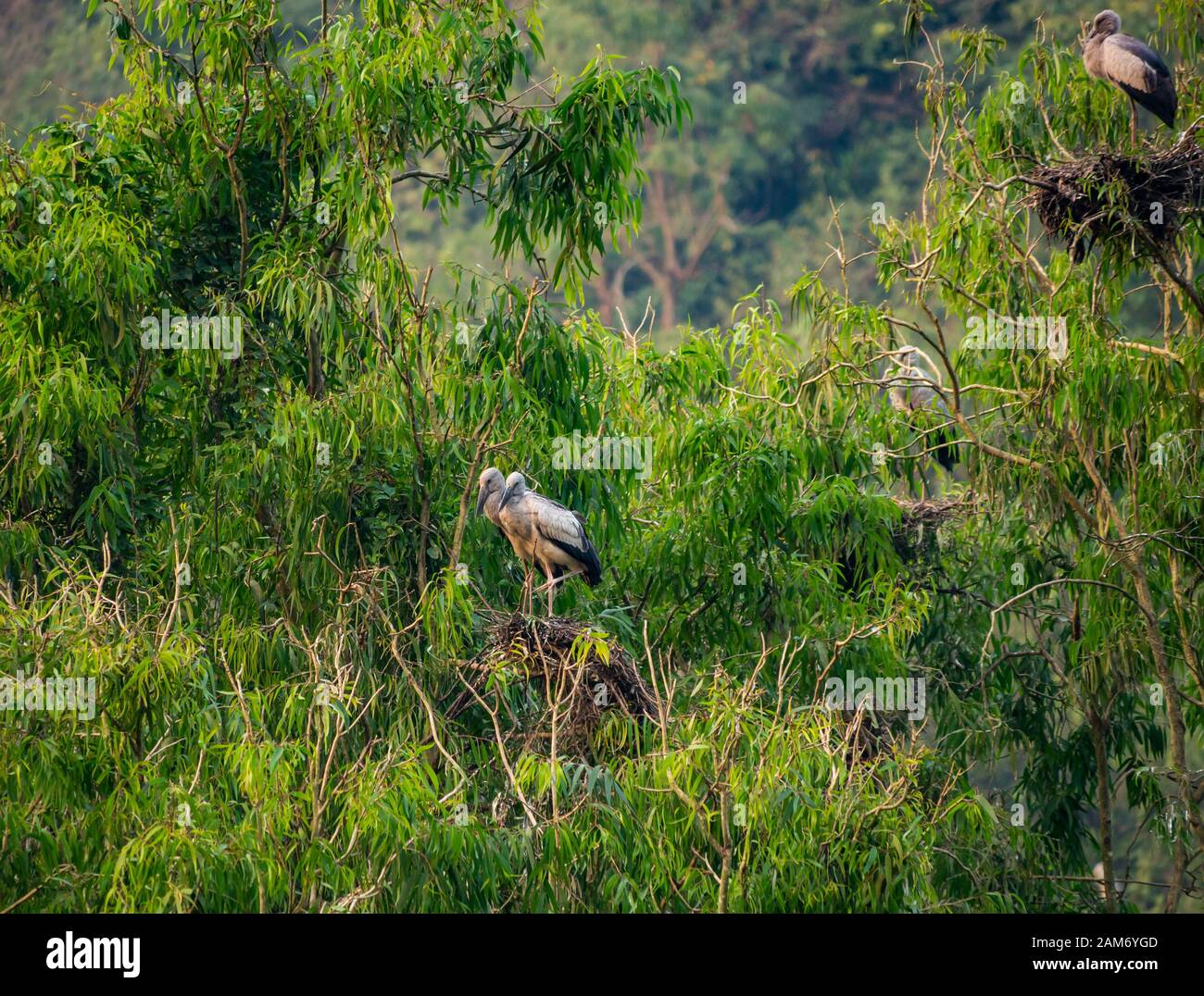 Des cigognes et des aigrettes asiatiques en plein air dans les arbres, Thung Nham Bird Park, Tam Coc, Ninh Binh, Vietnam Banque D'Images