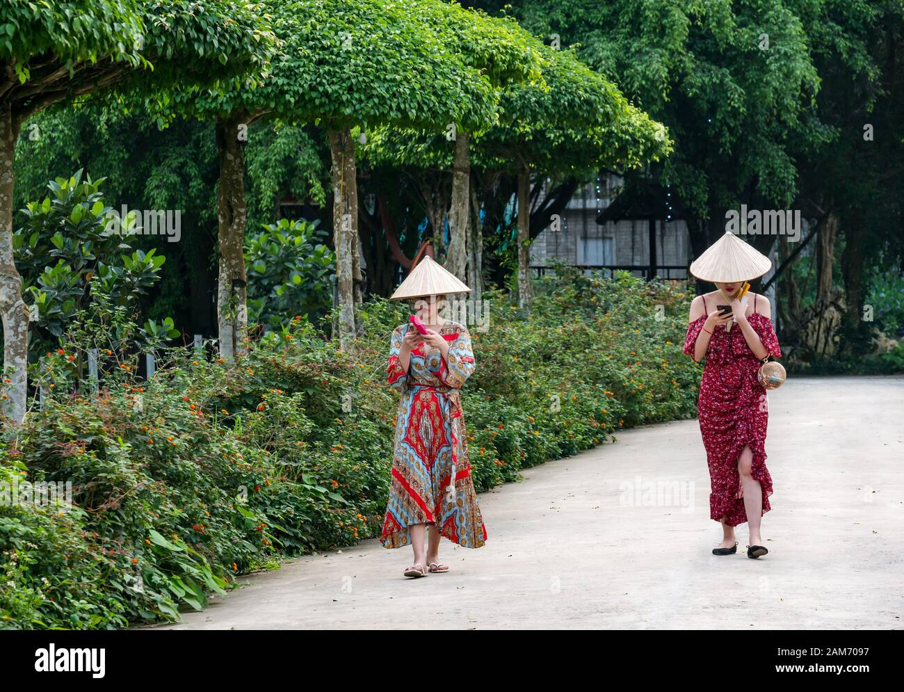 Femmes portant des chapeaux coniques regardant des téléphones mobiles, Thung Nham Bird Park, Tam Coc, Ninh Binh, Vietnam Banque D'Images