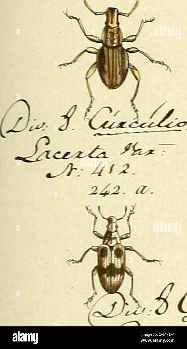 Entomologie, ou, Histoire naturelle des insectes : avec leurs caractères génériques et spécifiques, leur description, leur synonymie, et leur enluminée . 23â. QM]^^,f C :.^^^ M Ç(Gy/Ma^^^^^ CSU :&Lt ; J^^^^.^^^.^^ ?P4. Q^^^^ fzi u.jh^^^ aAû^^^^j z.4^3. ^j^^ 242 f : :.. Banque D'Images