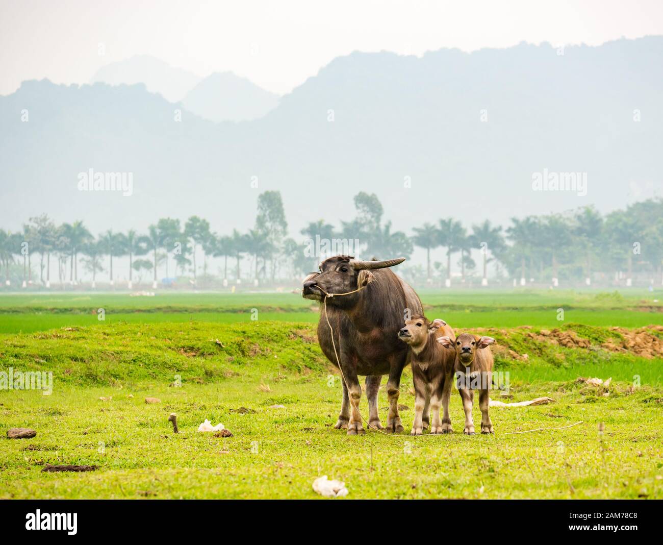 Buffle d'eau femelle, Bubalus bubalis, et veaux en campagne, Dong Tham, Ninh Binh, Vietnam, Asie Banque D'Images