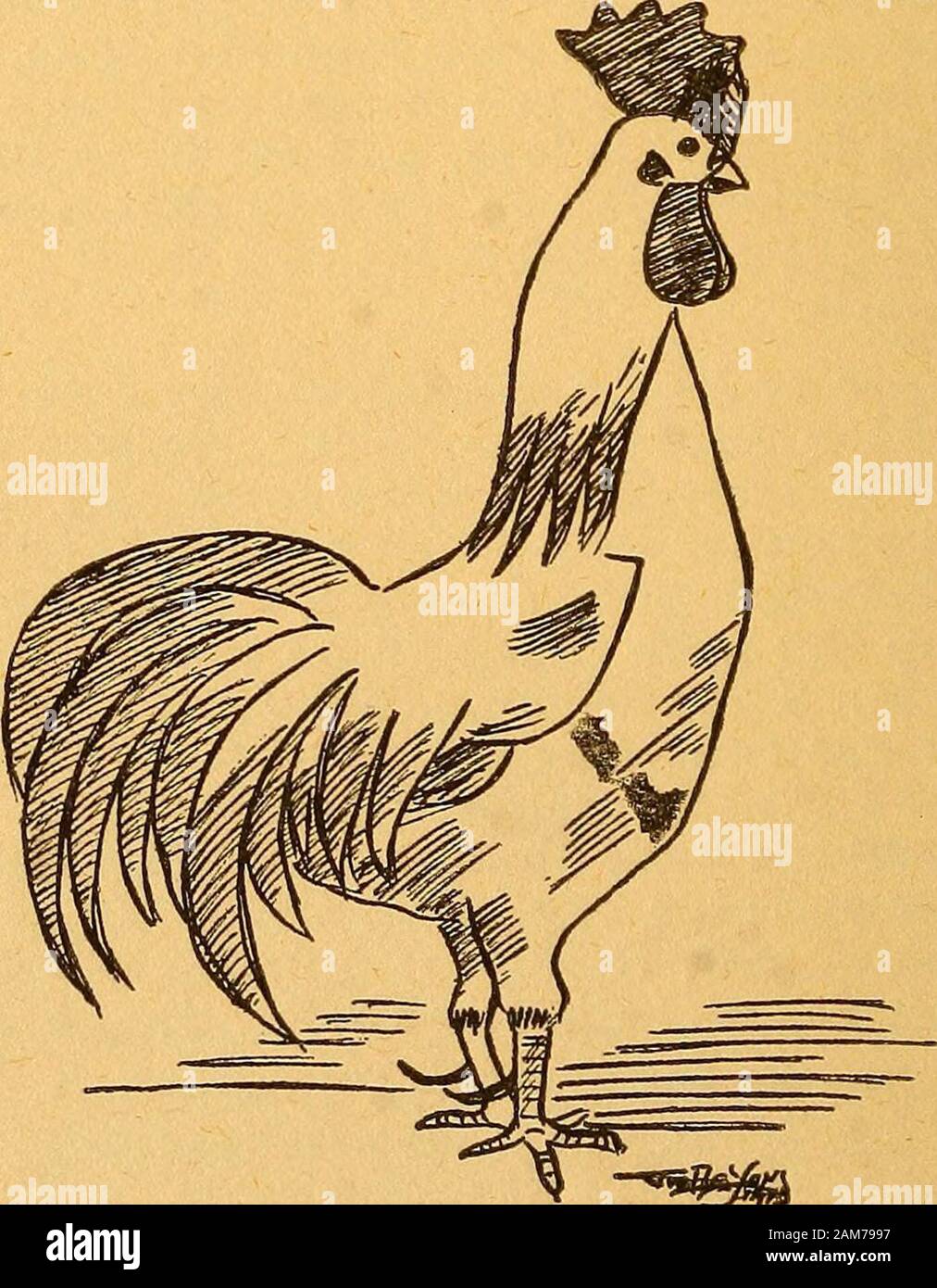 Croquis . coq était à portée, puis jusqu'helifted une jambe raide et le frappa sur le côté de thehead comme le coup d'un gaucher, pattes en bois,l'homme qui, après M. Coq n'a pas pris plus d'intérêt à ce qu'wasgoing sur son sujet. Je voulais donner une autre drinkfor que Pete, mais ma femme ne serait pas. Disparition Petes a été remarquable. Après un événement-ful vie de cinq ans, il a commencé dans une certaine mesure, montrer l'ef-fect du genre de vie qu'il avait dirigé, et un jour après l'makinghis rondes habituelles, avec la dose habituelle de grognements onhis,propre compte et caressant par les enfants, Banque D'Images