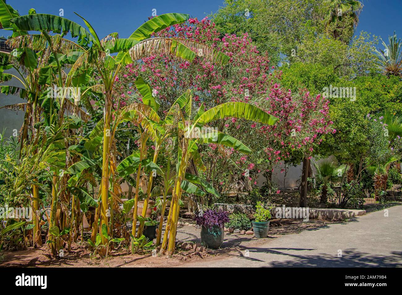 Palmiers au milieu de la ville de Marakaesh, Maroc. Il se trouve dans les jardins du palais de Badia. Banque D'Images