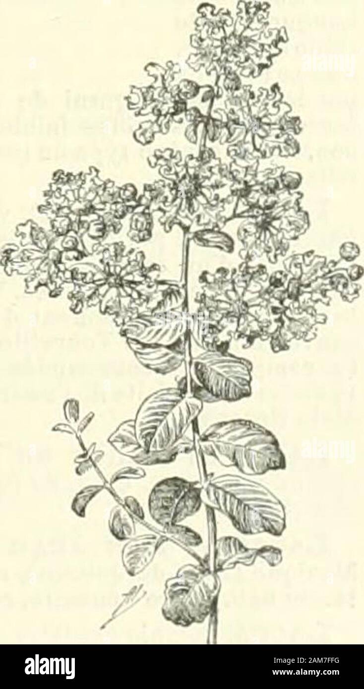 Nouveau Larousse illustré  : dictionnaire universel encyclopédique . uédois, néà Stettin en 1691, mort à Gôteborg en 1759. He,en 1712, attaché au gouvernement général à Stettin, puis envoyéà. Slralsund En 1715, il se rendit à Stockholm, entra auconseil du commerce et, en 1731, devint secrétaire, puisdirecteur (1746) de la compagnie des Indes orientales. àGûteborg Il a laissé de nombreuses traductions douvragesfrançais, allemands et danois. {Strriées LAGERSTROEMIE jèr-, comprenant des arbre;tropicale, à rameaux tétra-gones, à feuilles alternes, opposéesou trèsentières au sommet ; à fleurs pourp Banque D'Images