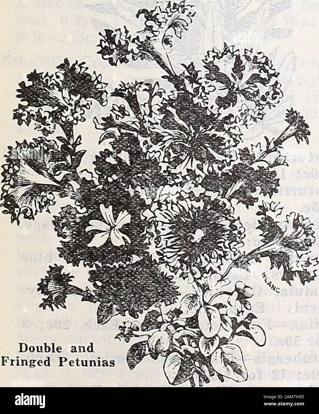 Catalogue annuel de Schwill est sûr graines . Géraniums. Chacun, 15c ; 3 pour 40c ; 12 pour 1,50 $.Seul géraniums.sportif-Vivian scarlet.Clyde-riche.rouge écarlate brillant-électrique.J. D. Cabos-Soft pink.Mme. E. G. Hill-saumon lumineux.Reine de l'Ouest-Orange scarlet.Admiration-Salmon.Telegraph-Deep orange. Géraniums Double.Alphonse Ricard-Orange scarlet.gloire de France - Le saumon blanc.Hedwig Buchner-blanc pur.Jean Viand-grande rose.S. A. Nutt-Le meilleur crimson.Le Président Simon-Scarlet.Abe Le Franc-tête, avec des yeux blancs.Mad. Landry-saumon. Géraniums fantaisie.Wm. Langguth-Double crimson.Madame Salleroi-argent le Banque D'Images