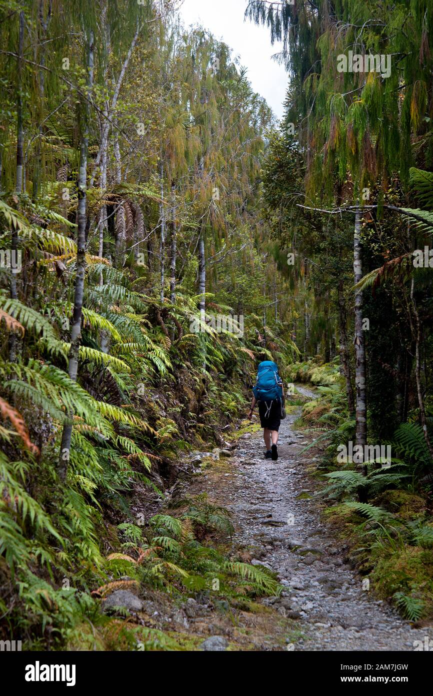 Marchez sur le sentier Old Ghost Road, de Lyell à Sedonville, en Nouvelle-Zélande. Fiona marchant dans un bosquet de jeunes arbres à la jante à 6 km de Sedonville Banque D'Images