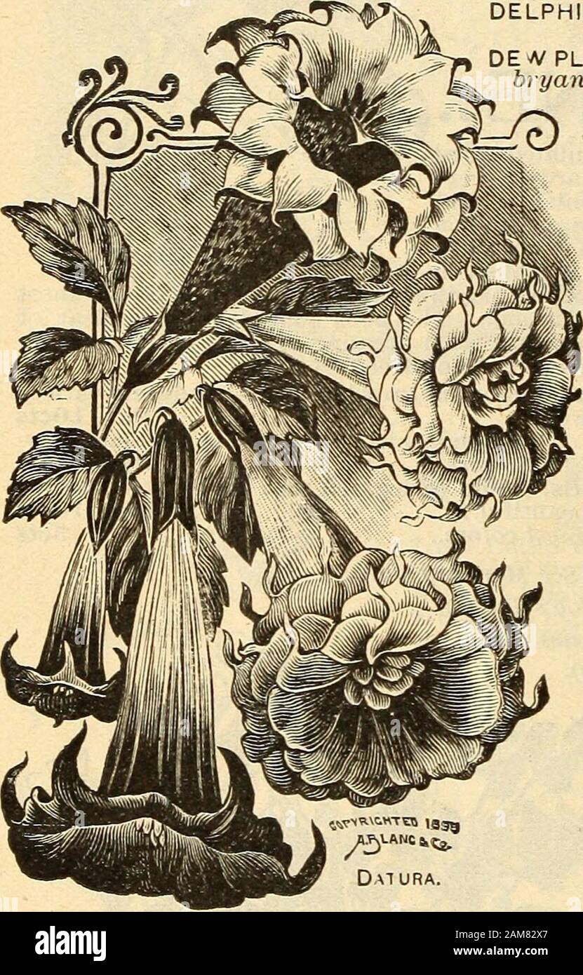 Annuel des semences, 1899 . le comme l'un des sortes nommé propa-dépendants par les divisions des racines et vendus à un prix élevé. Areexcellent les plantes dans la maison et bloomers splendide pour le début du printemps et sum-mer la floraison lorsque plantés dans une situation partiellement ombragé. Double blanc Pkt. lOcts QLongfellow rouge double), la souche plus IScts lOcts * mixte Double Grand Datura, branchingplants producinghandsome doubleand, single, bostn-pet-blos en forme de soms, jaune, blanc et lilas, d'exquise fragrance. Certaines des fleurs sont égaux en beauté de nos plus beaux nénuphars. Tenderannuals ; trois pieds de haut.Wrighti, pure wh Banque D'Images