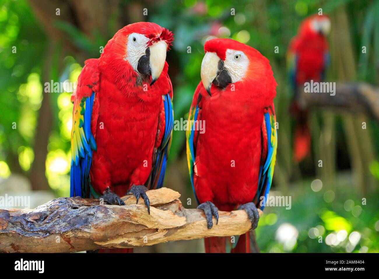 Ara perroquets dans la jungle, le Mexique Riviera Maya Banque D'Images
