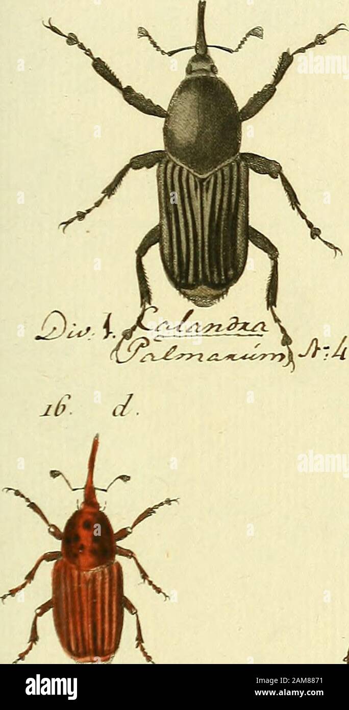 Entomologie, ou, Histoire naturelle des insectes : avec murs caracteurs génériques et espions, leur description, leur synonymie, et leur luminosité . e. e - fi» jf c. ji^ifc iX^^2-^^ -^y- JO ? a Banque D'Images