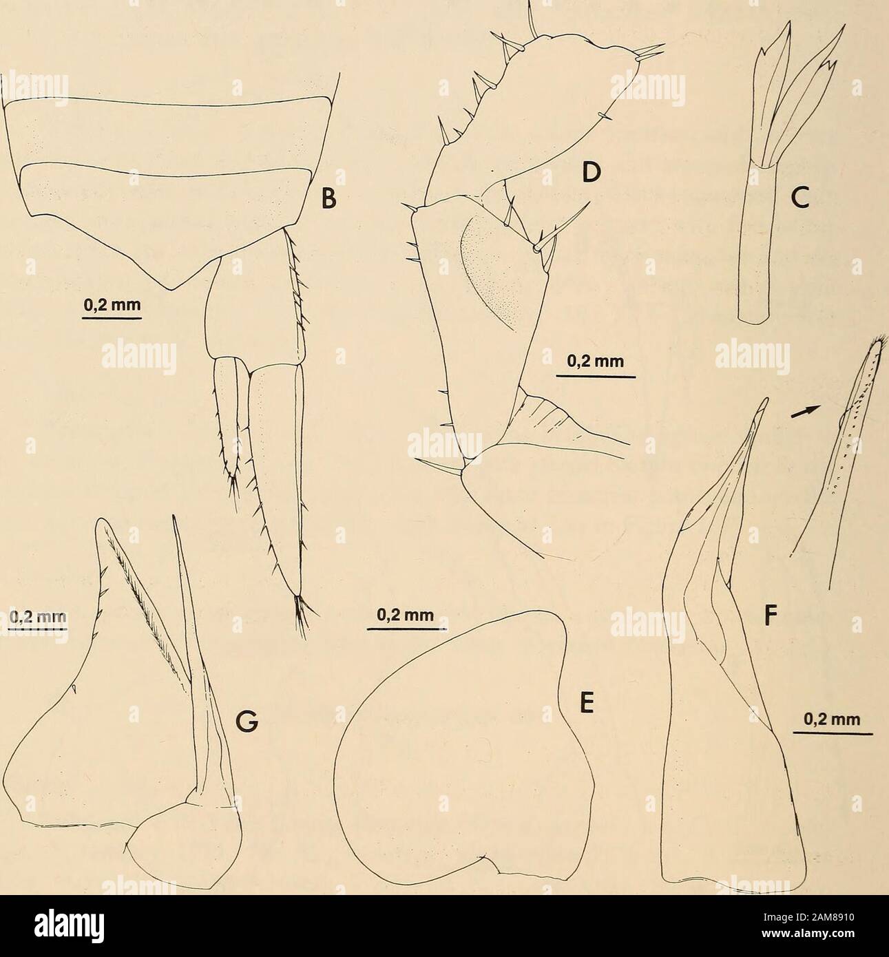 Annales du Musée sud-africain = Annale van die Suid-Afrikaanse Museum . I II III IV V VI VII I II III IV V VI VII Fig. 17. Natalscia appletoni sp. Nov. Coordonnées A. b/c et d/c. B. Teison et uropod droit. C. Rachis de péropodes 1 carpus (d). D. Pereopodes 7 ischium et merus {6). E. Pléopode 1 exopodite (c?). F. Pléopodes 1 endopodite {S). G. Pléopodes 2 {6). Révision DE LA FAMILLE PHILOSCIIDAE 33 SAM-A16870; 3 66, 21 99, mêmes données, date ?, No. 18 D, paratypesSAM-A16871; 6 99, mêmes données, date ?, No. 18 L, paratypes SAM-A16872;1 9, mêmes données, 10 octobre 1973, No. 76 E, paratypes SAM-1673; ASAM-A16899; Banque D'Images