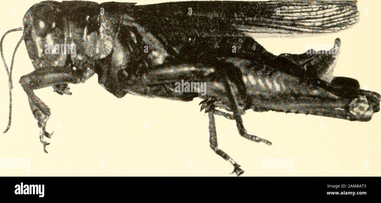 Actes du Musée national des États-Unis . / IM^IM- .l-f A-c, Melanoplus bilituratus defectiis: A, utIc de Pendletons Ranch, 4 miles au sud de Tumacacori, Ariz.; b, homme de Tcmpe, Ariz., élevé; c, femme de Chandler, Ariz.D, M. spretus, femme de l'Iowa, 187.i. NAT. EXAM. MUS. VOL. 110 GURNEY ET BROOKS, PLAQUE. 6 Banque D'Images