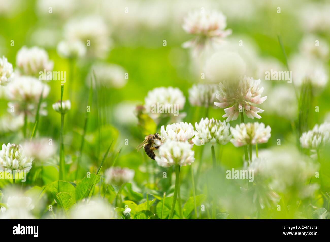 Abeilles sauvages qui recueillent du pollen dans un champ Banque D'Images