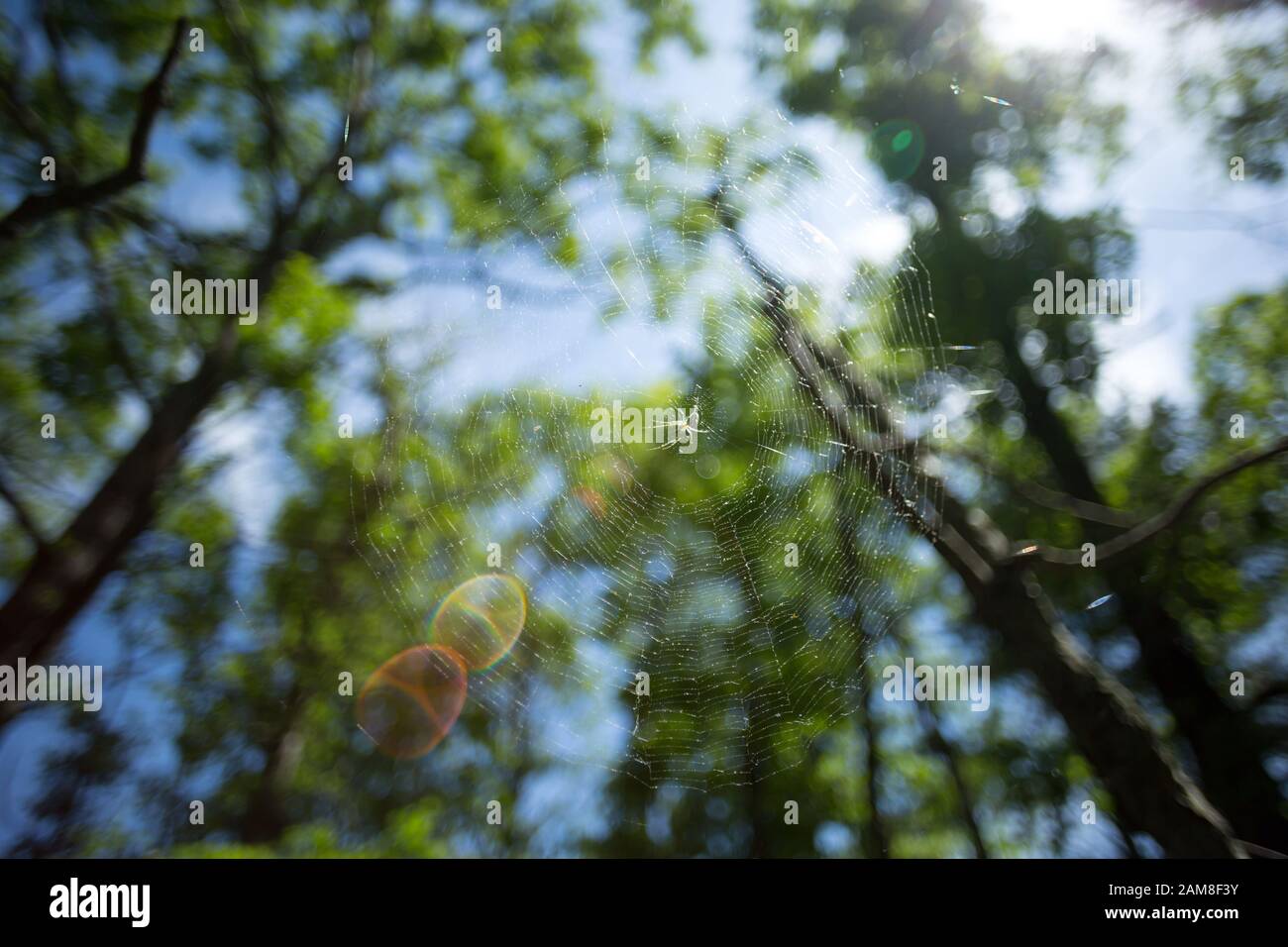 Rampants araignées ont jeté une sunny web. Banque D'Images Rampants araignées ont jeté une sunny web. Banque D'Images