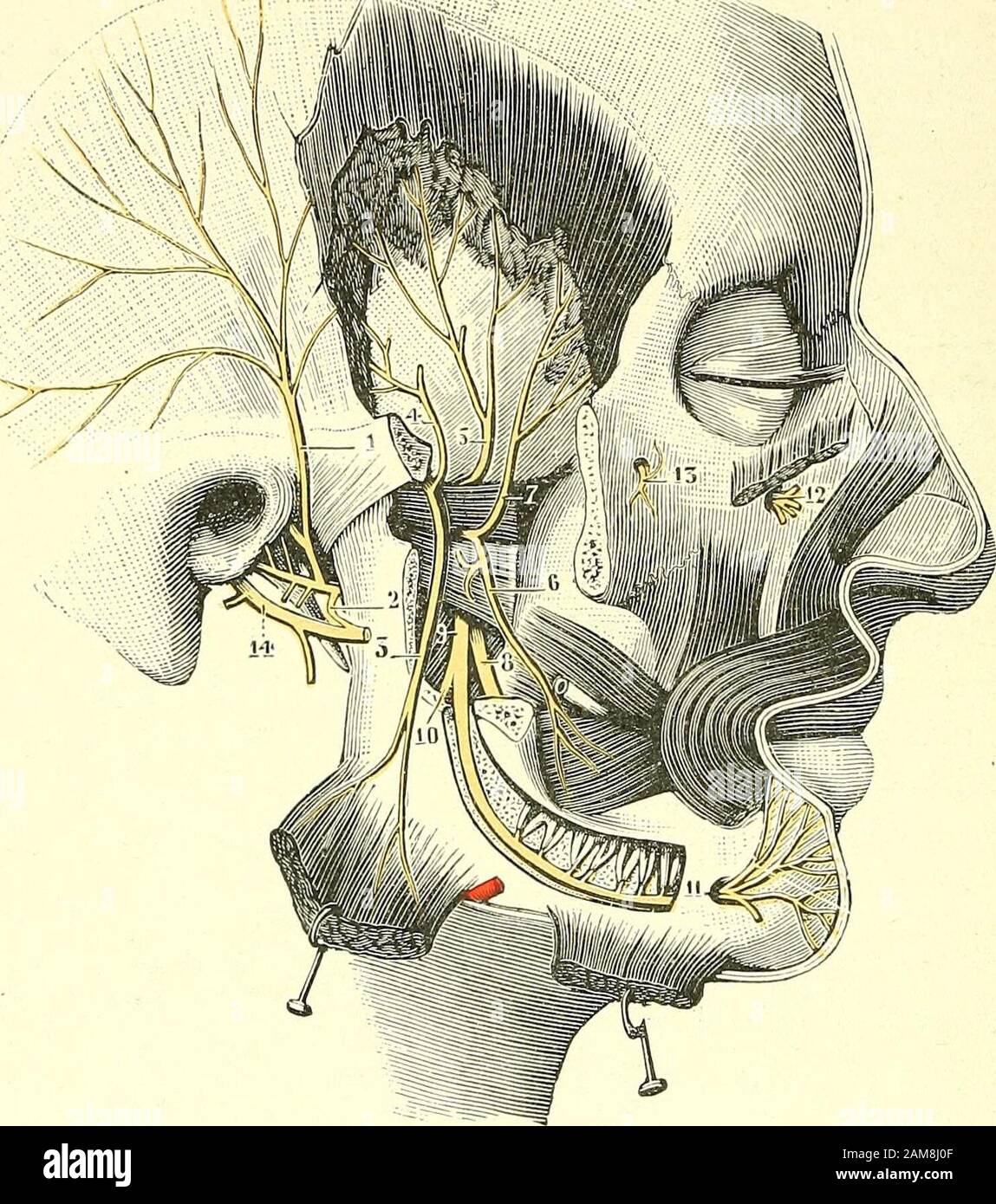 Sécurité d'anatomie humaine . qui se tachede la partie la plus externe du  ganglion de Gasser, immedidiation en dehors dunerf maxillaire supérieur :  Une racine motrice, qui nid autre que la petite