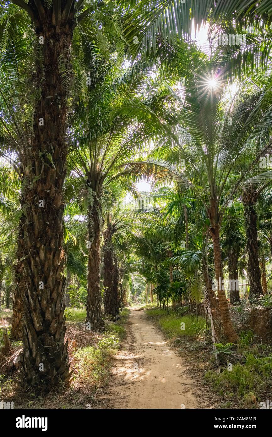 Plantations d'arbres à huile de palme Banque D'Images