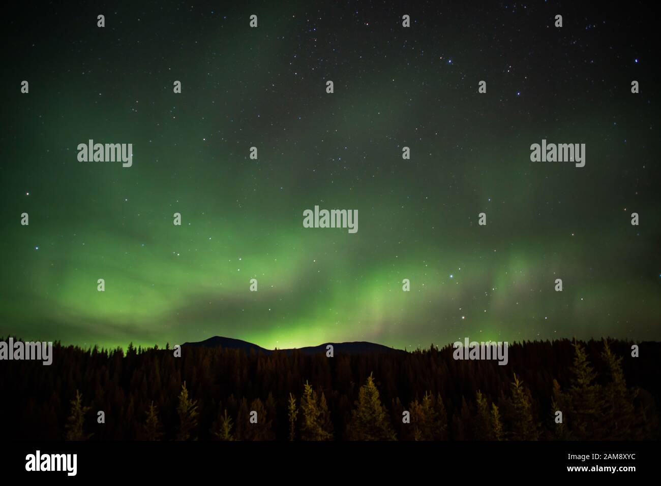 Aurora Borealis Dans Le Parc National Banff, Rocheuses Canadiennes Banque D'Images