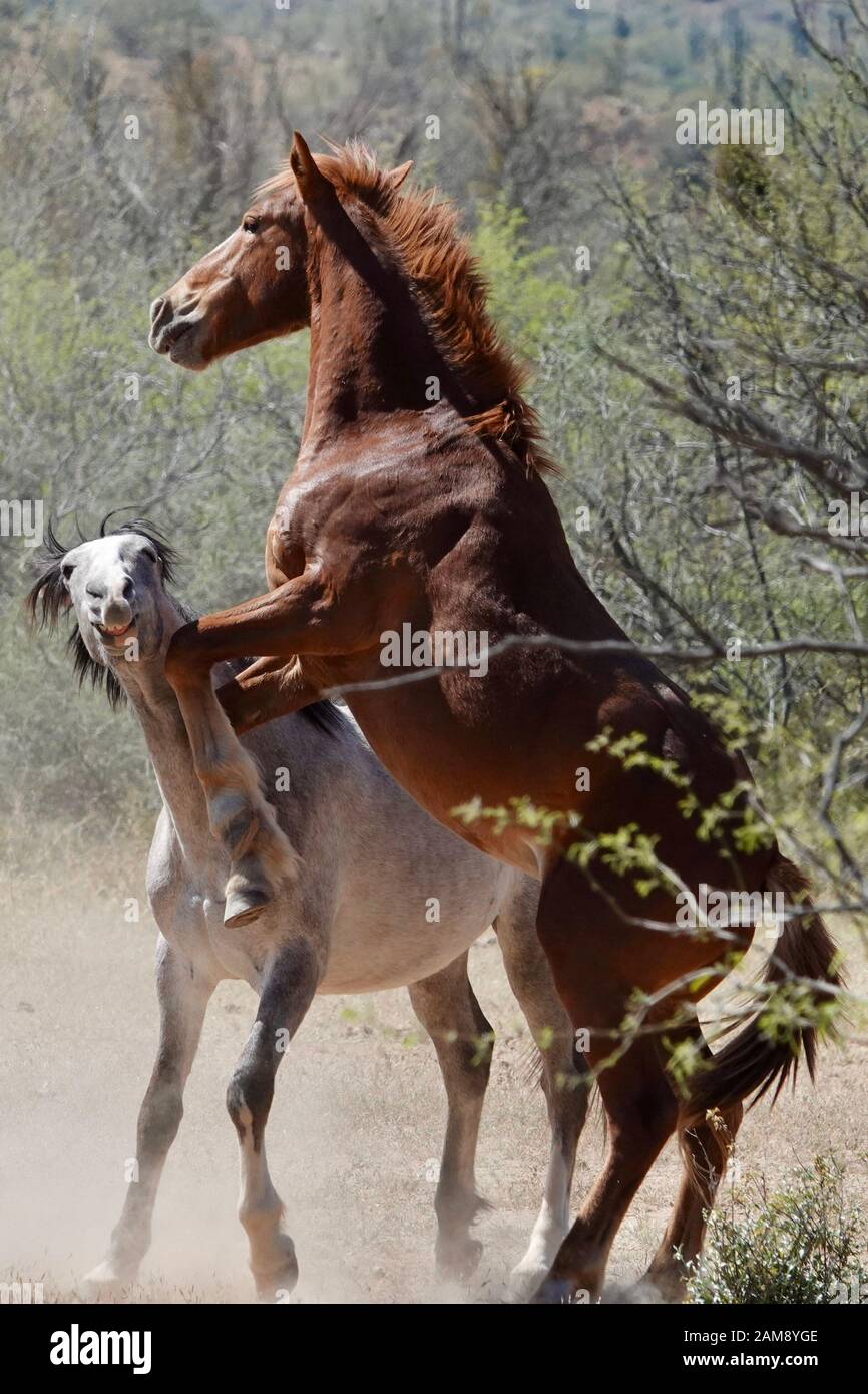 Les chevaux sauvages se battent pour protéger leur territoire dans le désert de l'Arizona. Banque D'Images