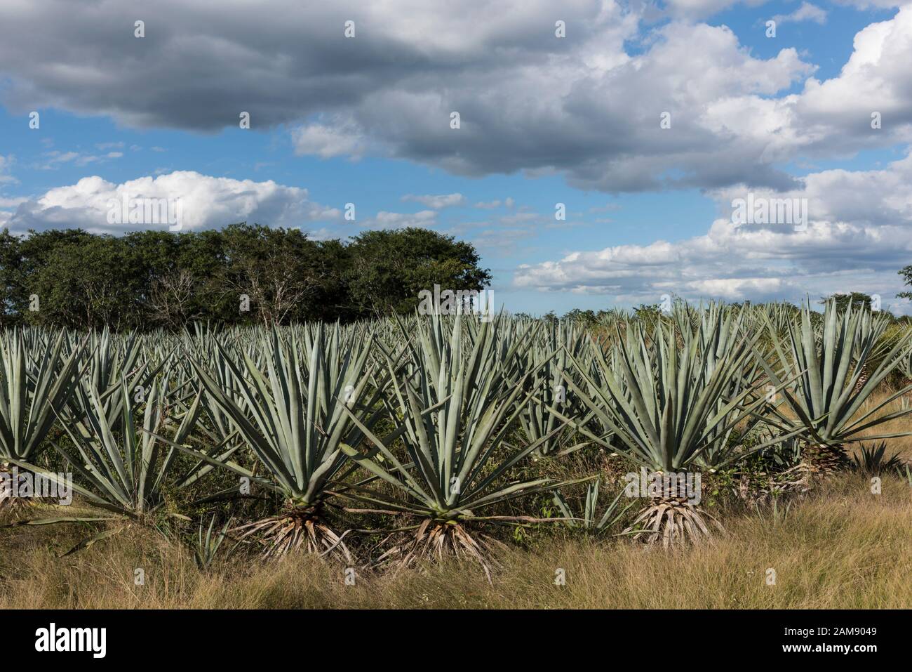 Agave Sisal Plantation, Yucatan, Mexique Banque D'Images