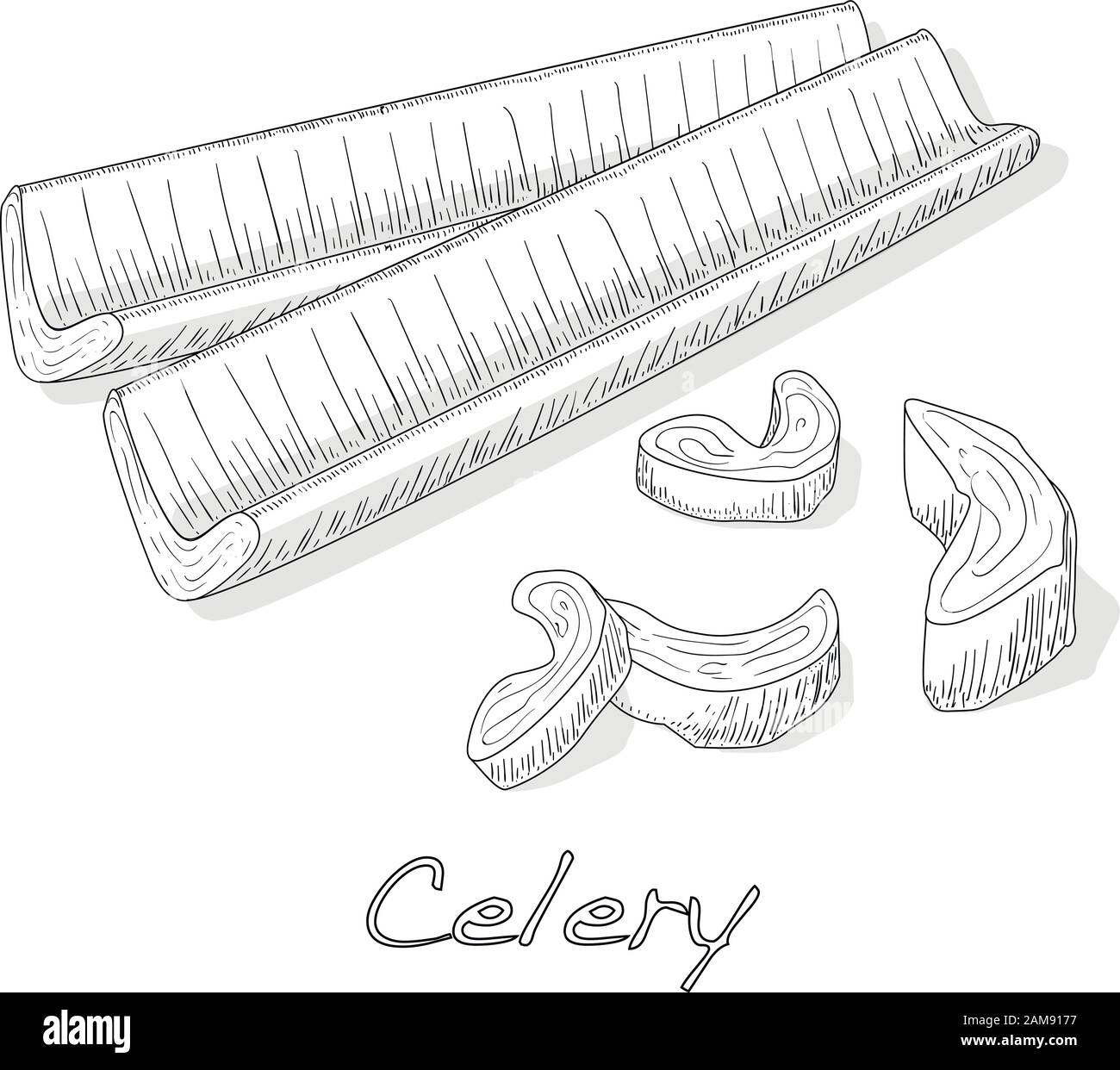 Illustration vectorielle monochrome de céleri isolée sur fond blanc. Illustration de Vecteur