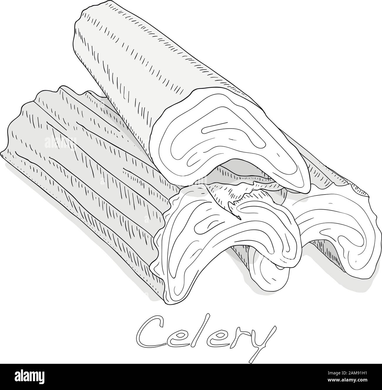 Illustration vectorielle monochrome de céleri isolée sur fond blanc. Illustration de Vecteur