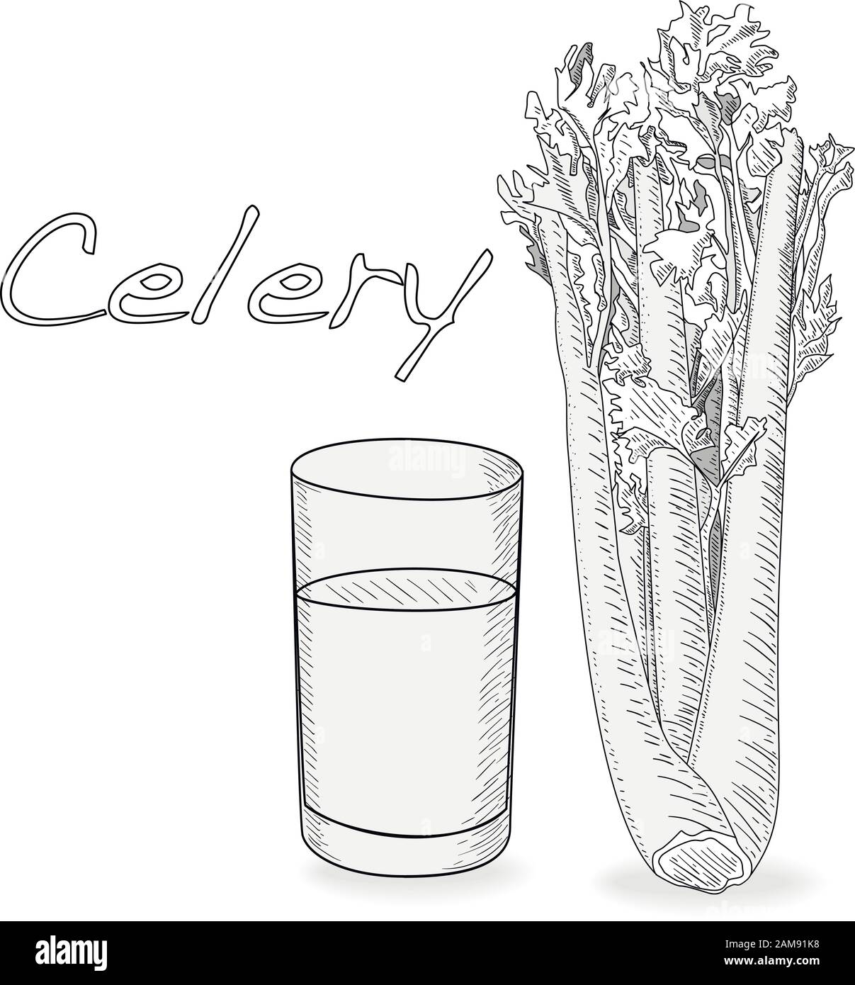 Illustration vectorielle monochrome de céleri isolée sur fond blanc. Illustration de Vecteur