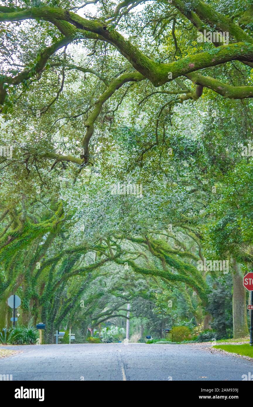 Oak Street , Magnolia Springs , Alabama Etats-Unis Banque D'Images