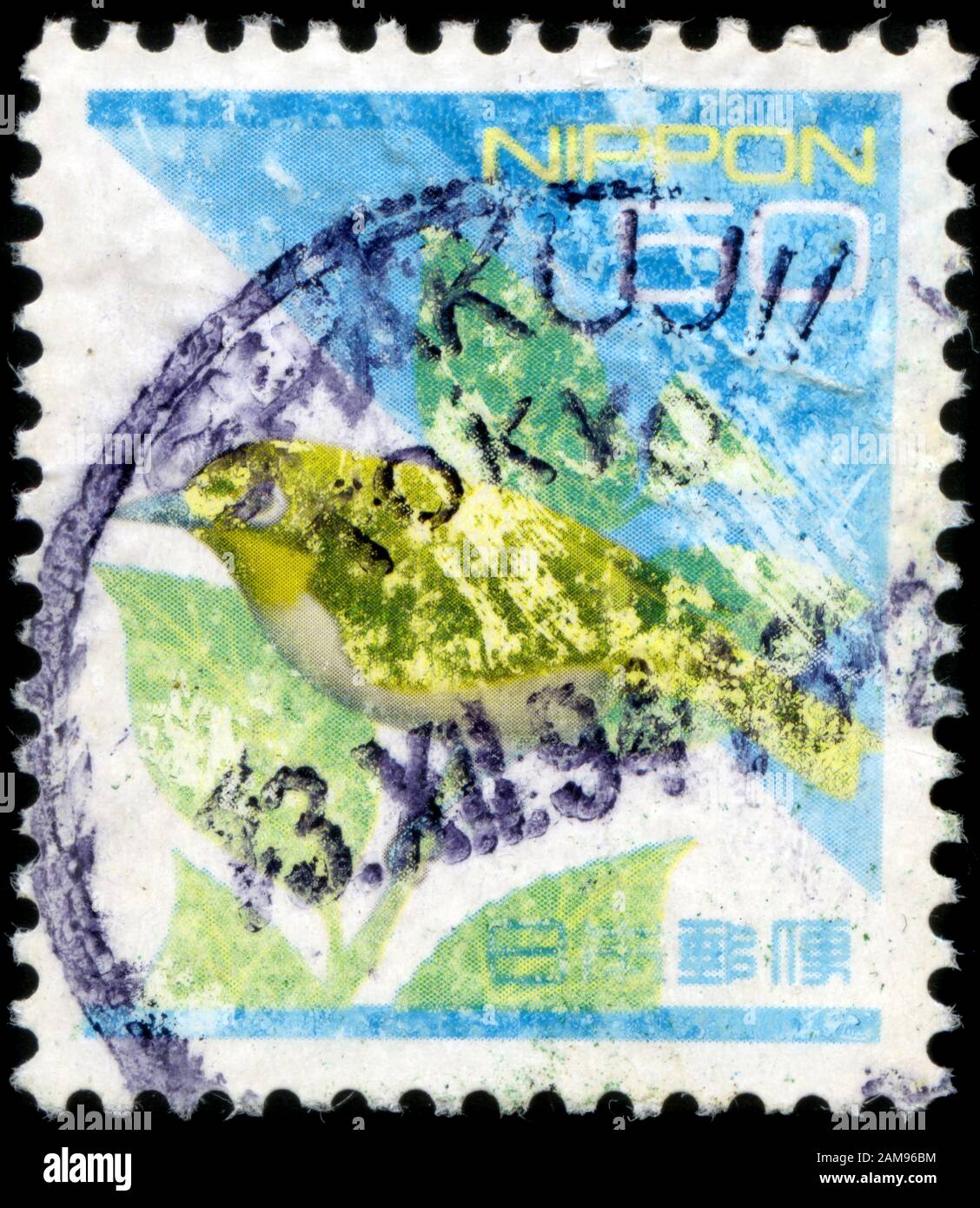 Japanese White-eye (Zosterops japonicus) Banque D'Images