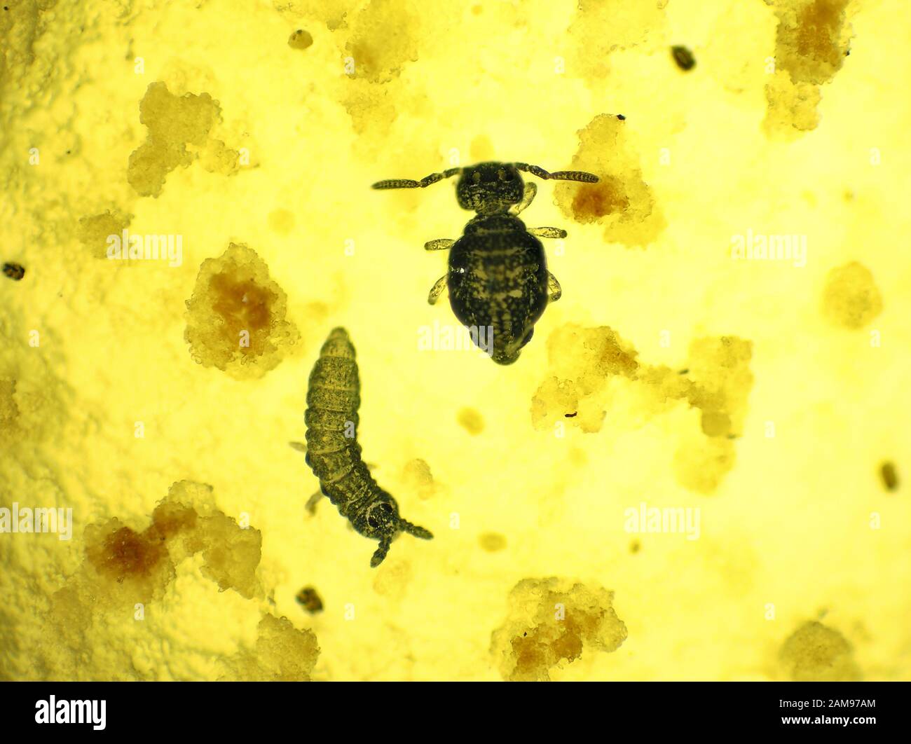 Micrographe de deux collemboles (queues de printemps) se nourrissant sur un champignon Banque D'Images