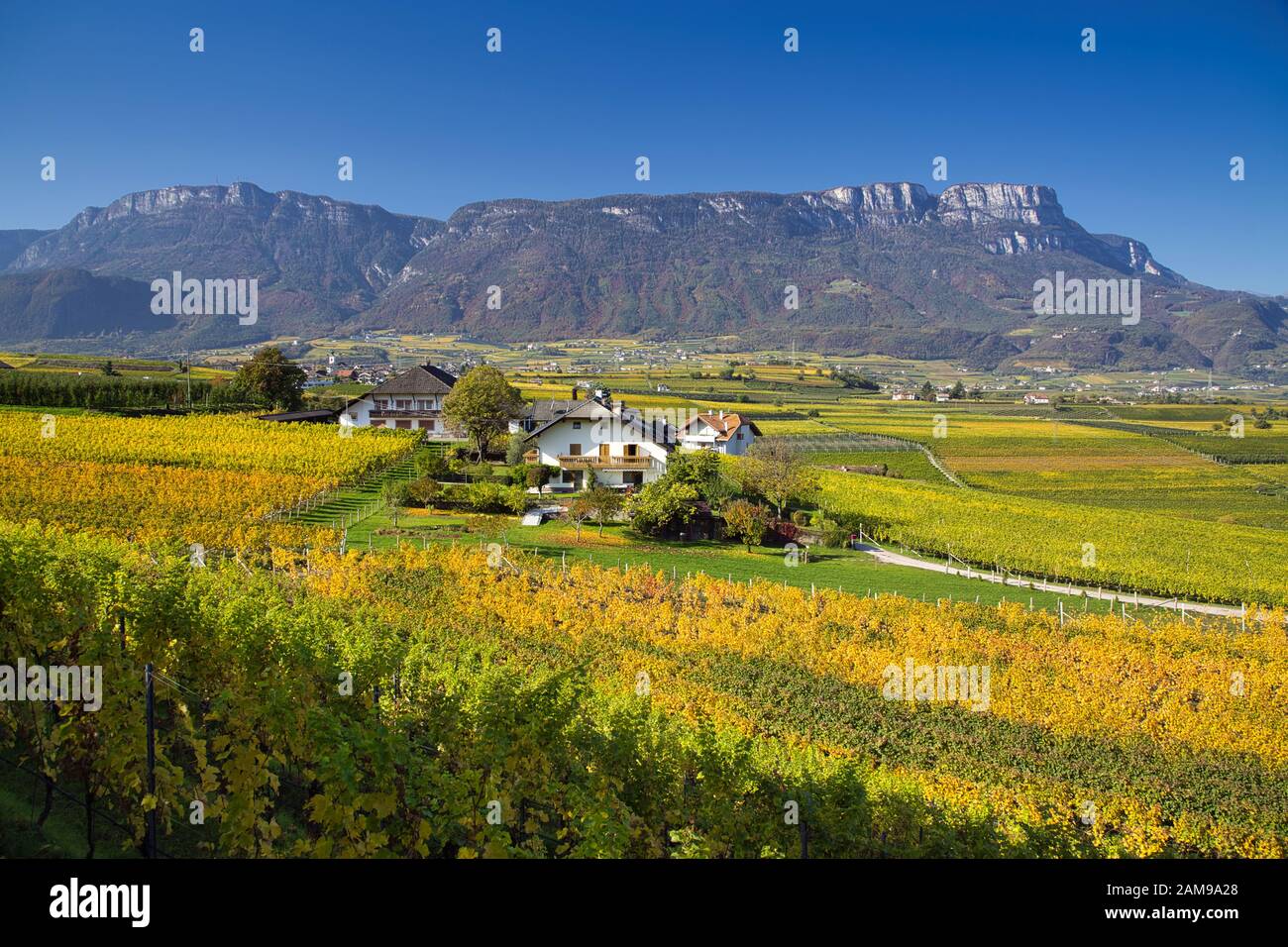 Couleurs d'automne des vignes, Eppan an der Weinstraße, le Tyrol du Sud Banque D'Images
