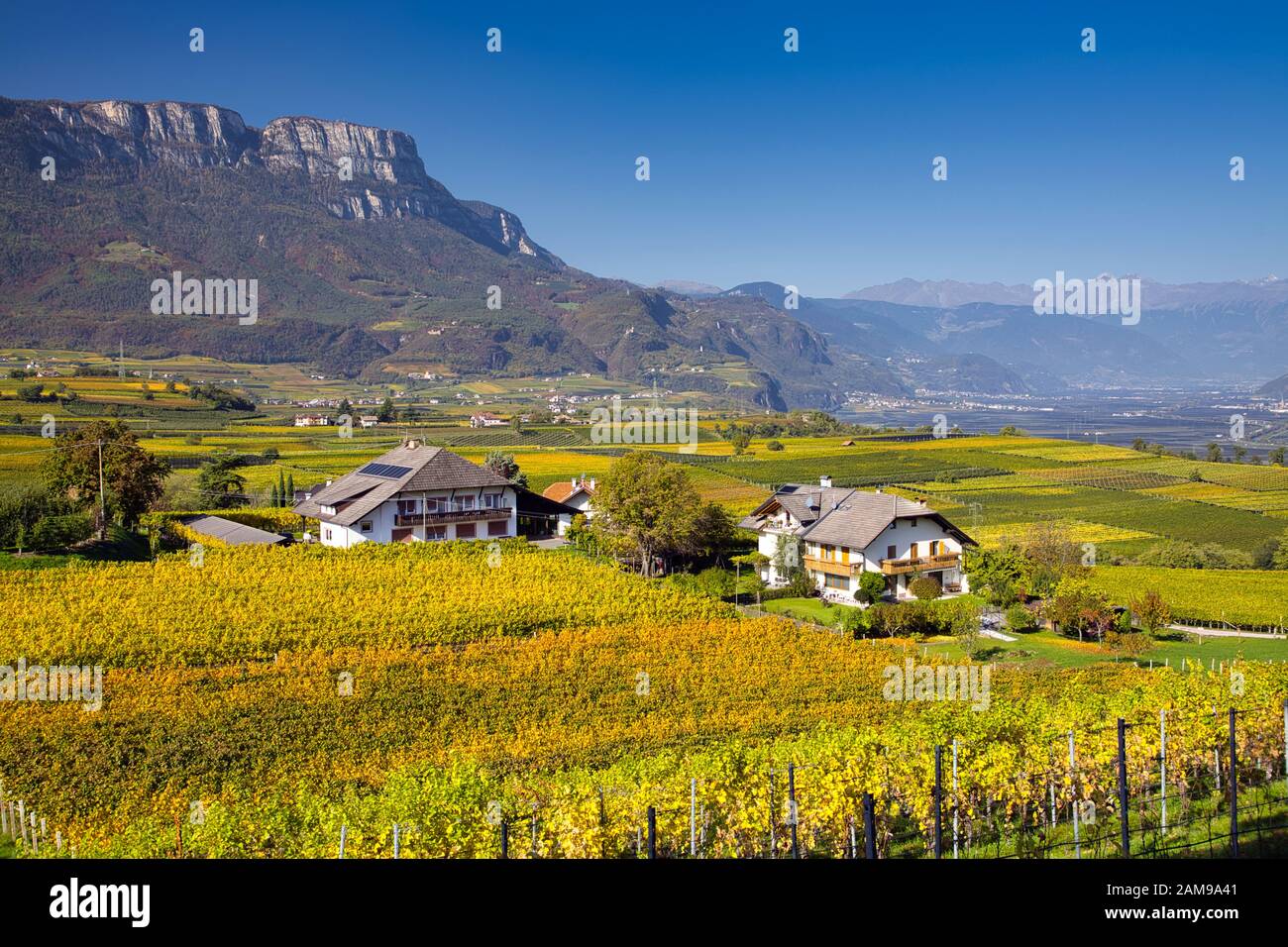 Couleurs d'automne des vignes, Eppan an der Weinstraße, le Tyrol du Sud Banque D'Images