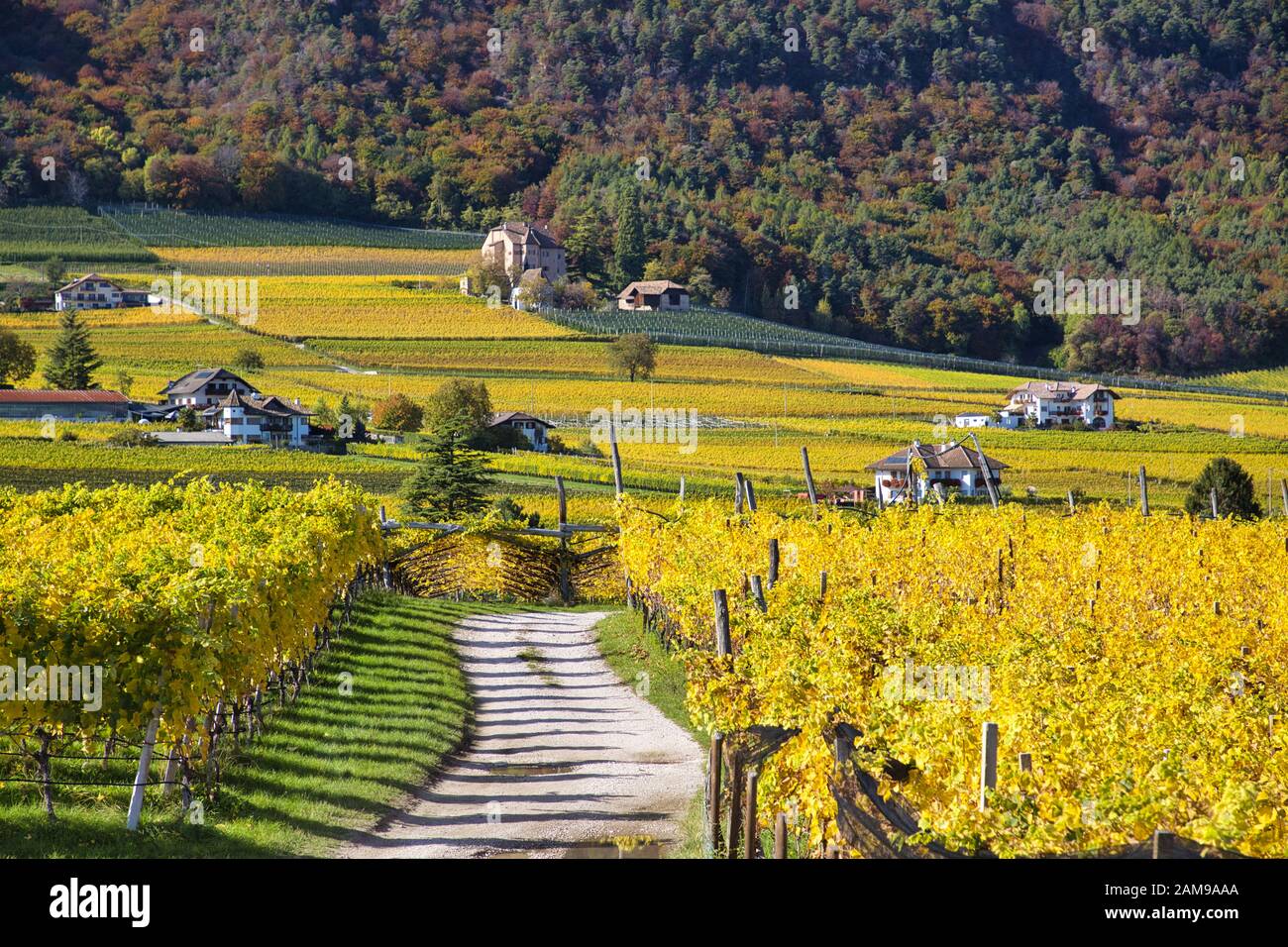Une route à travers vignes colorées au Tyrol du Sud sur une journée ensoleillée à l'automne. Banque D'Images