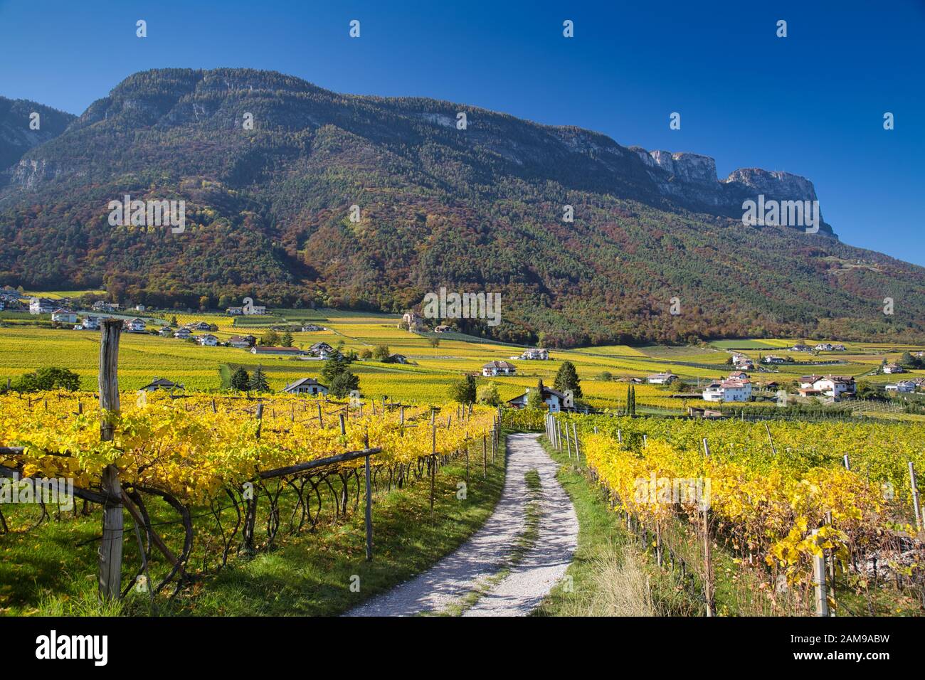 Une route à travers vignes colorées au Tyrol du Sud sur une journée ensoleillée à l'automne. Banque D'Images