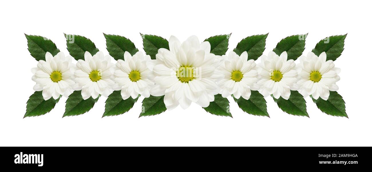 Arrangement de fleurs de Marguerite sur fond blanc Banque D'Images