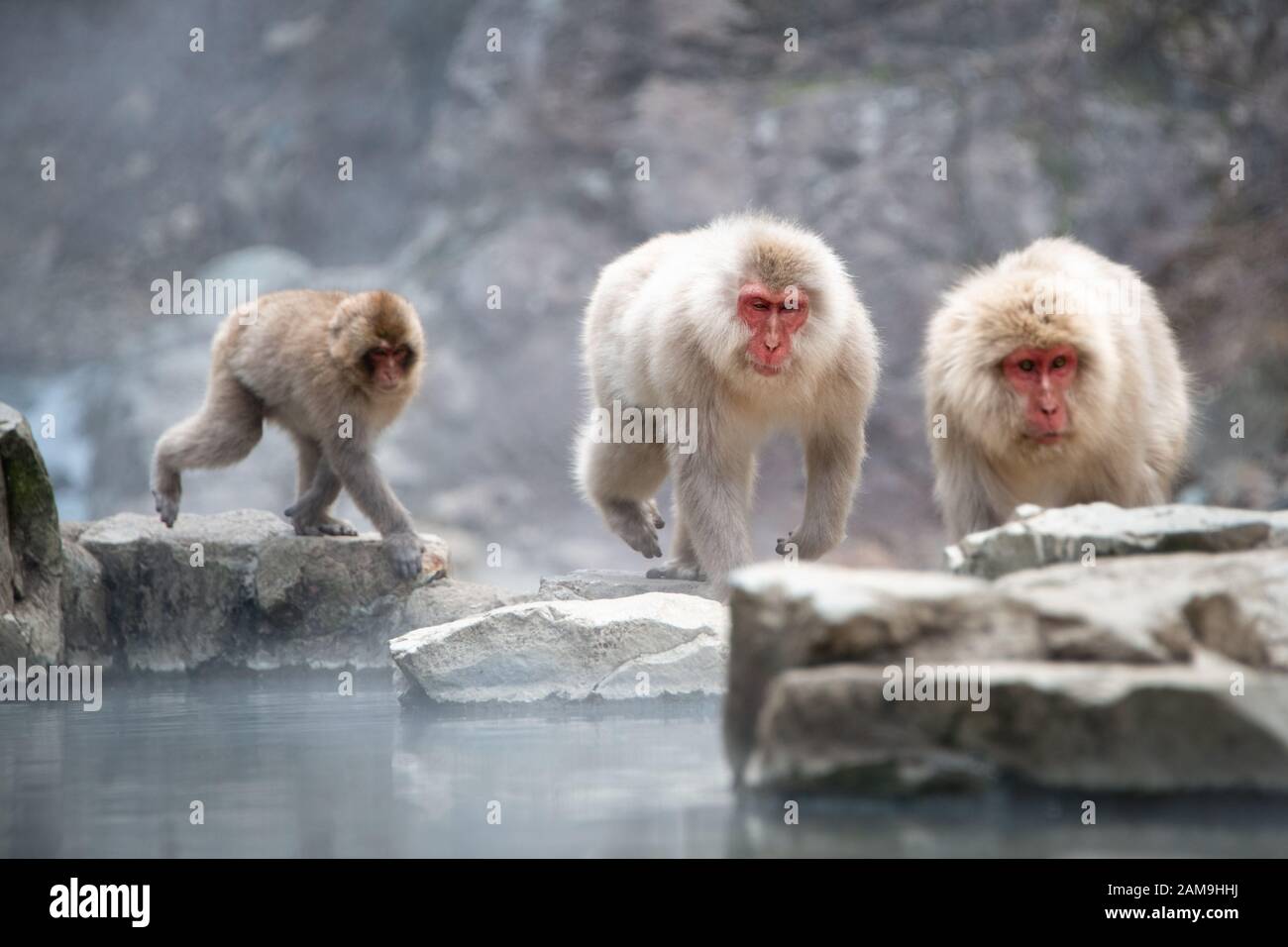 Trois singes macaques japonais jouant le long de la source chaude dans le parc de singe de neige de Jigokudani (la vallée de l’Enfer) à Nagano au Japon Banque D'Images