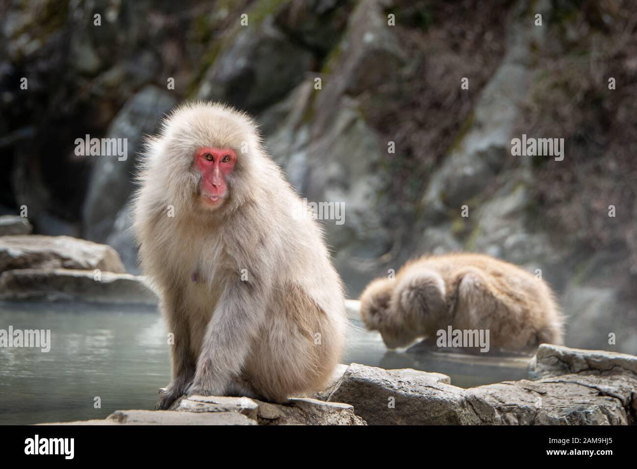 Mere Singe Macaque Japonais Et Son Bebe Jouant Par Le Printemps Chaud Dans Le Parc De Singe De Neige De Jigokudani Signifie Hell Valley A Nagano Japon Photo Stock Alamy