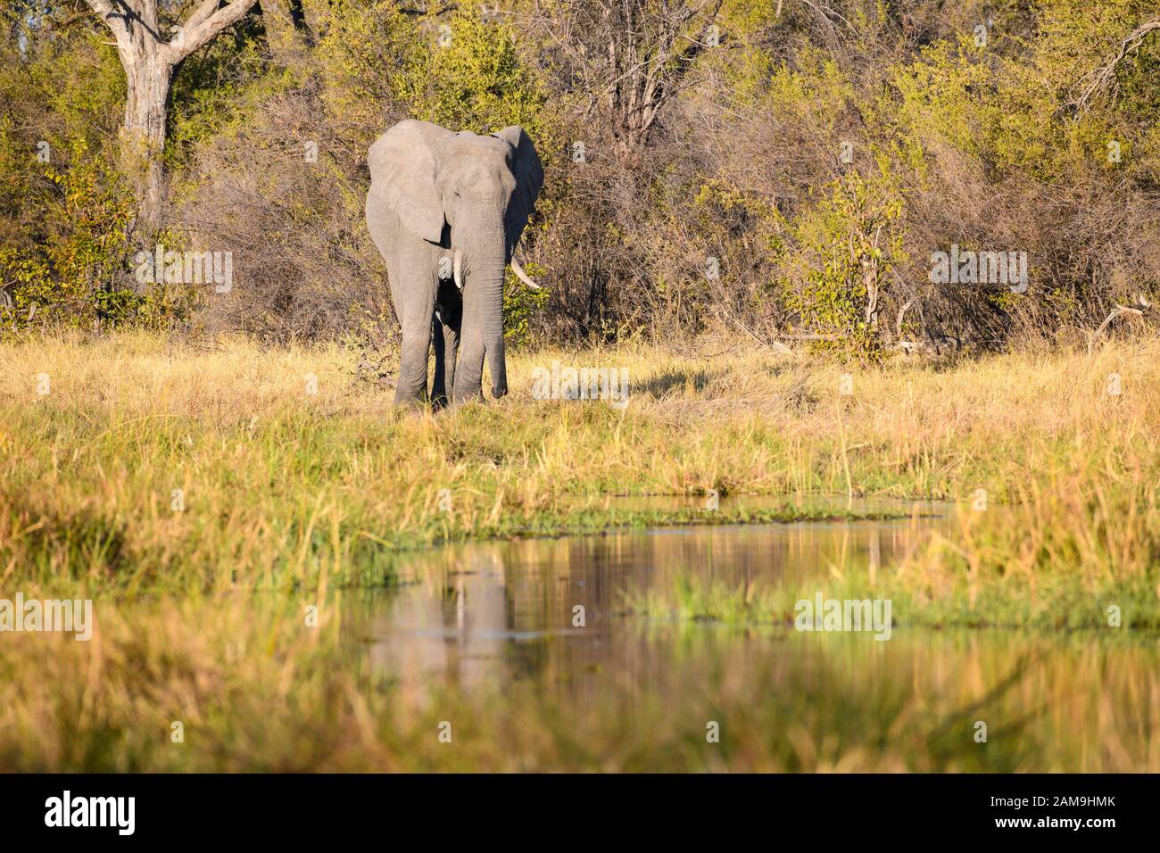 Éléphant d'Afrique, Loxodonta africana, sur les rives de la rivière Khwai, Réserve privée de Khwai, Delta d'Okavango, Botswana Banque D'Images