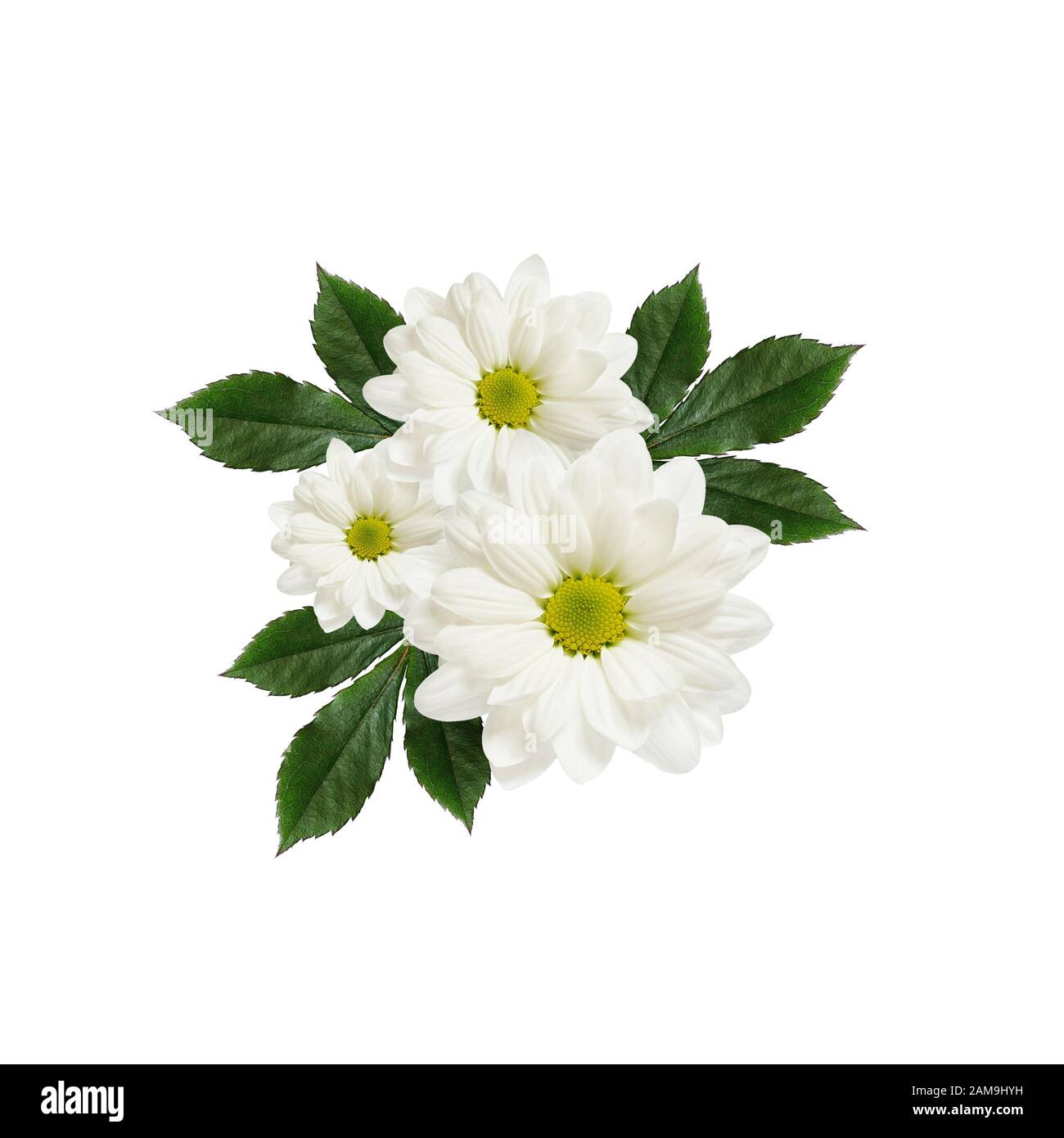 Arrangement de fleurs de Marguerite sur fond blanc Banque D'Images