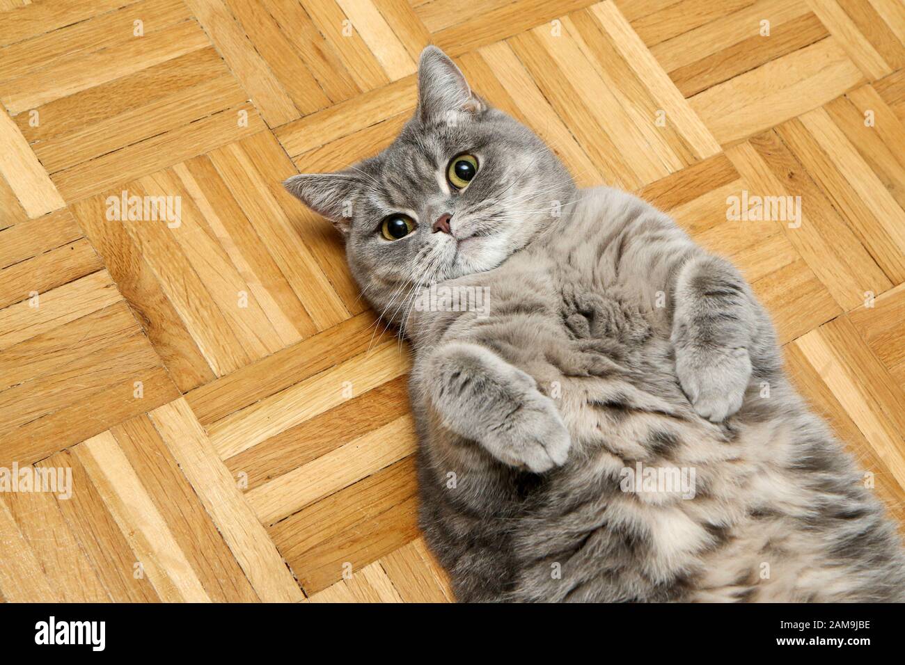 Un chat britannique est allongé sur le sol à l'arrière et a l'air satisfait. Banque D'Images