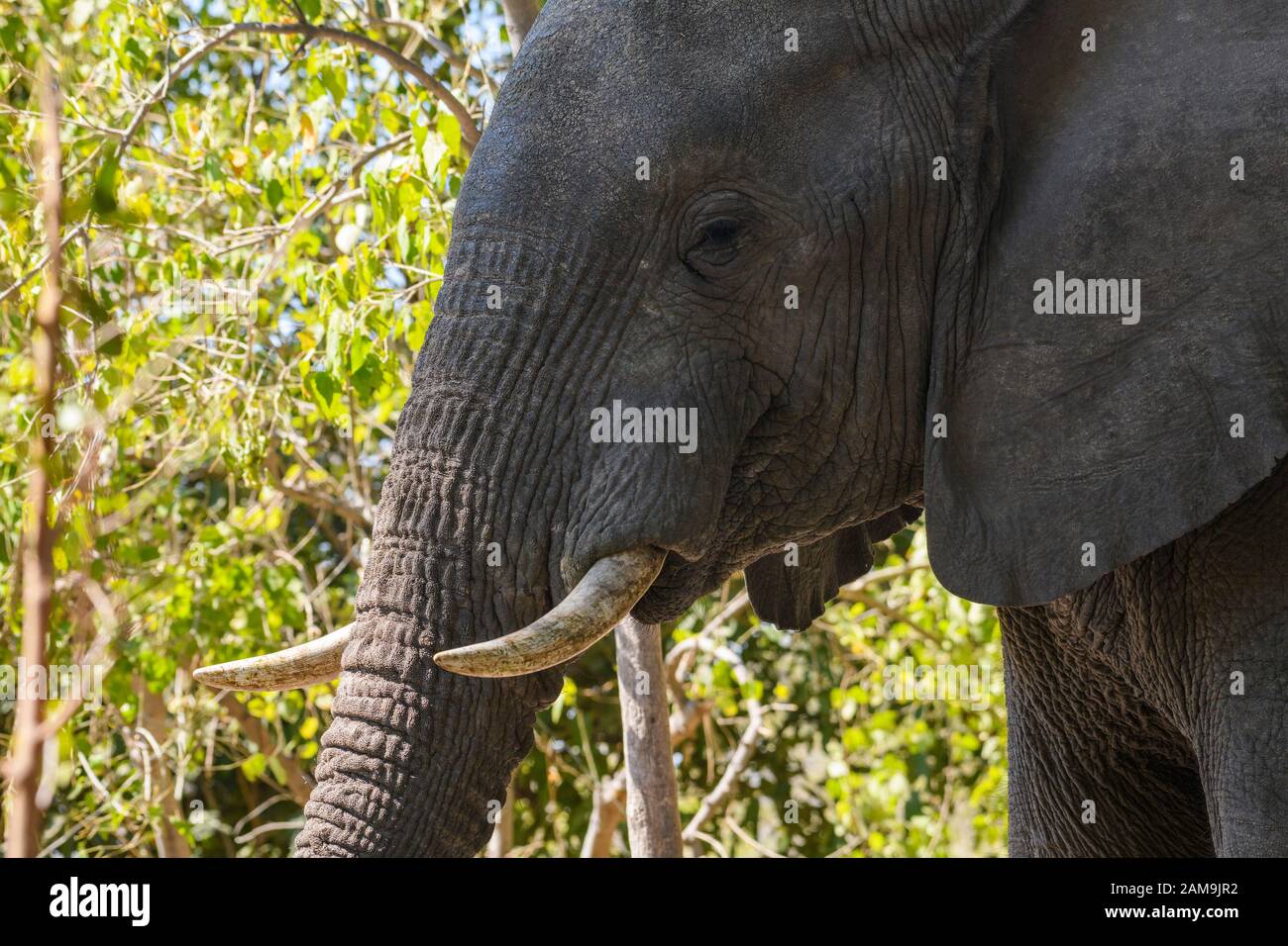 Éléphant D'Afrique, Loxodonta Africana, Delta D'Okavanago, Botswana Banque D'Images