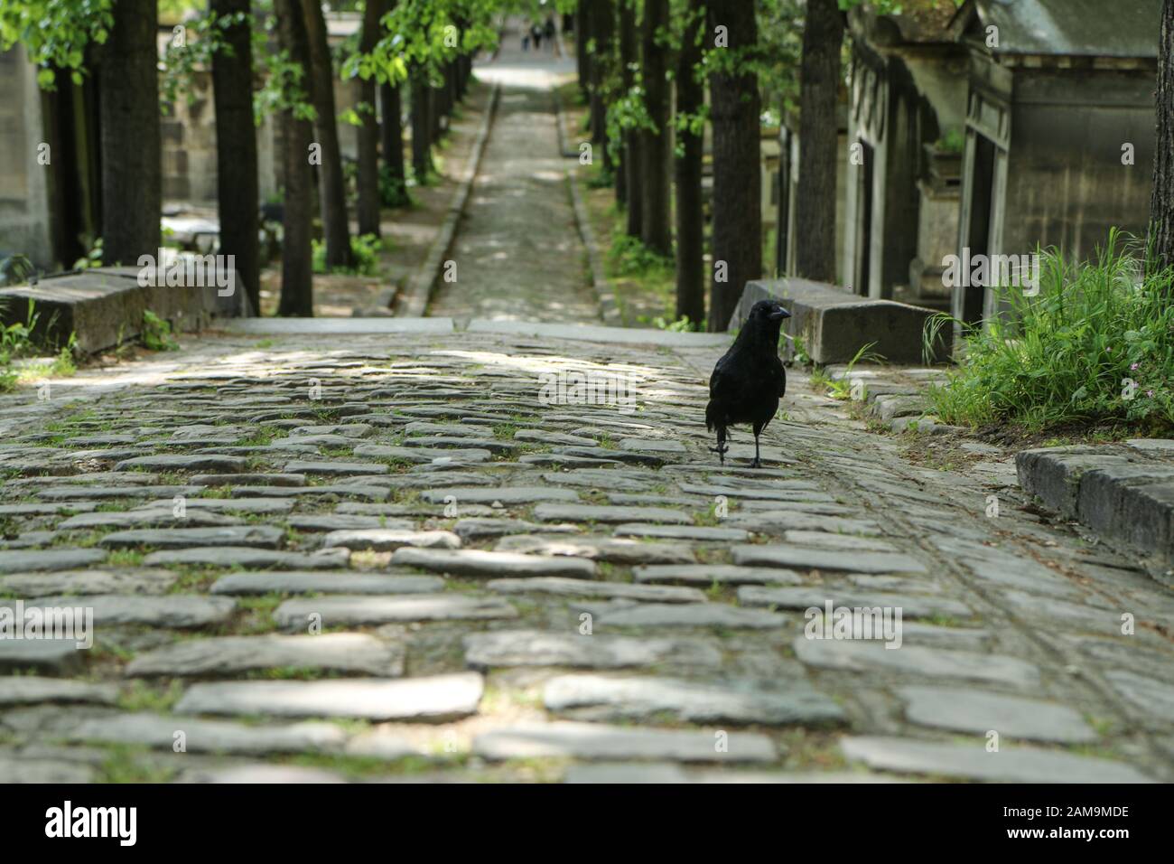 Une photo d'un corbeau dépressifs debout sur la tombe sur un cimetière. Banque D'Images Une photo d'un corbeau dépressifs debout sur la tombe sur un cimetière. Banque D'Images