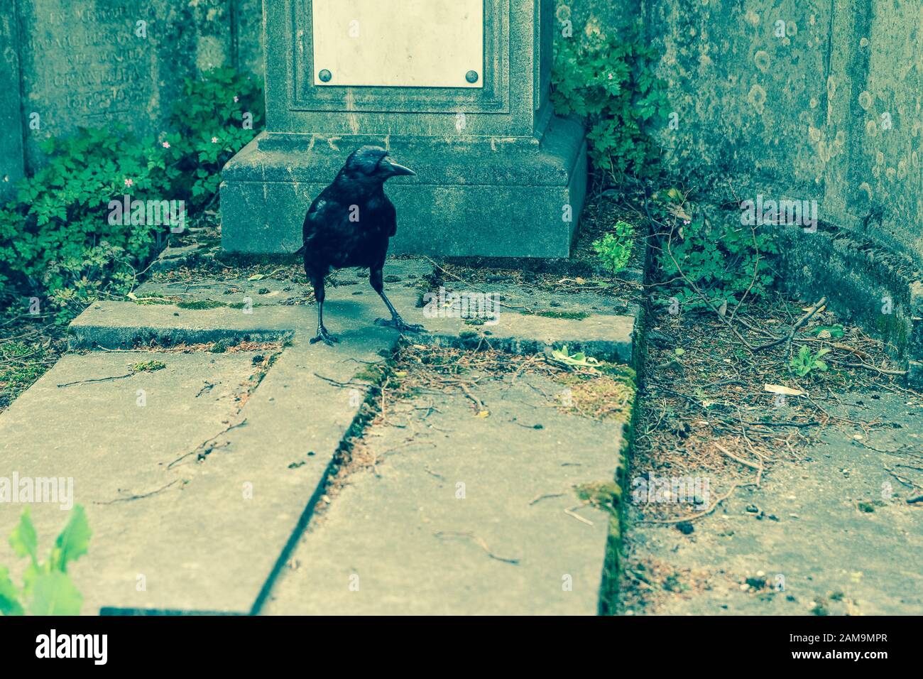 Une photo d'un corbeau dépressifs debout sur la tombe sur un cimetière. Banque D'Images Une photo d'un corbeau dépressifs debout sur la tombe sur un cimetière. Banque D'Images